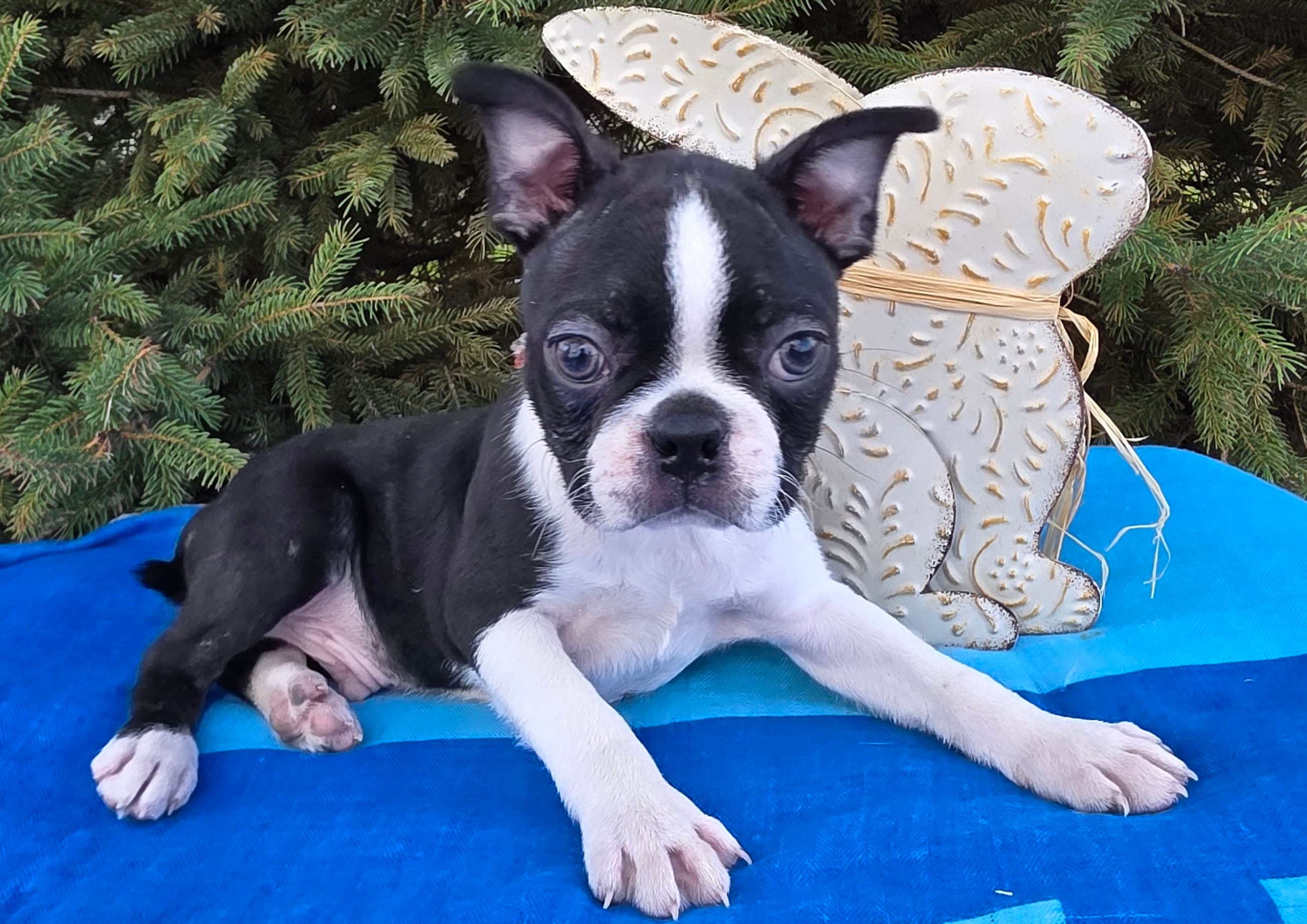 George  – Boston Terrier puppy for sale in Harlan, IN