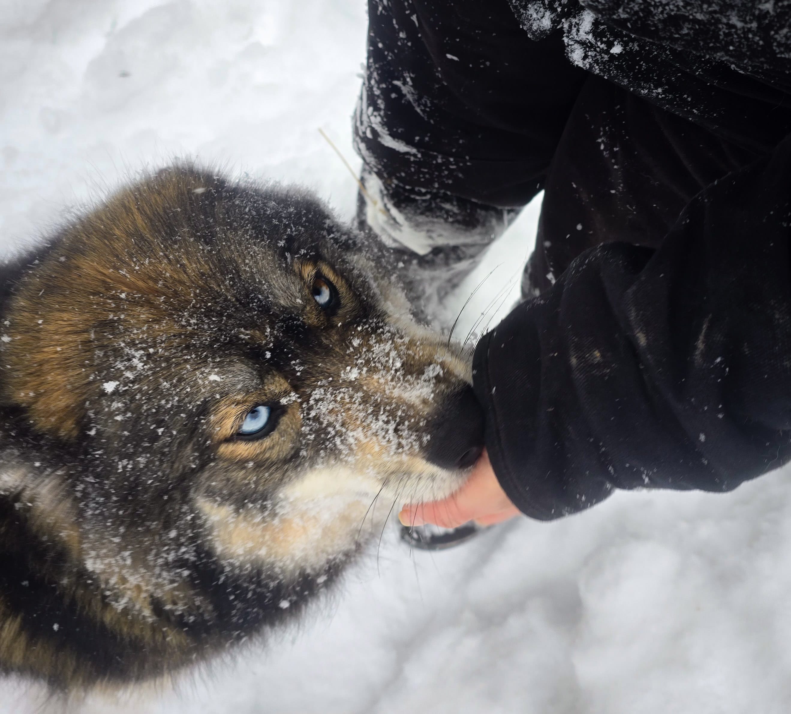 Elena  – Siberian Husky puppy for sale in Hesperia, MI