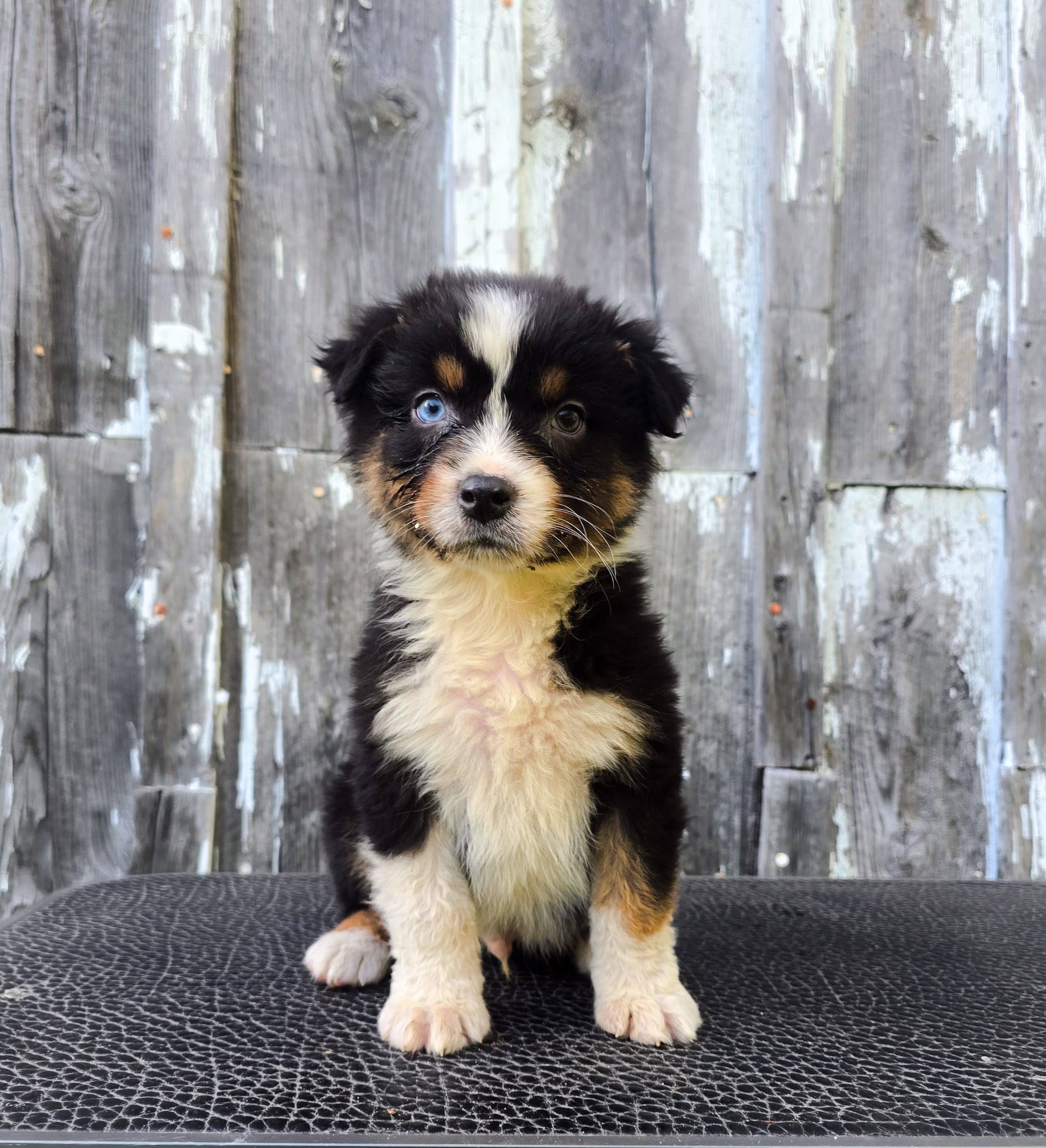 Cedric – Australian Shepherd puppy for sale in Hesperia, MI