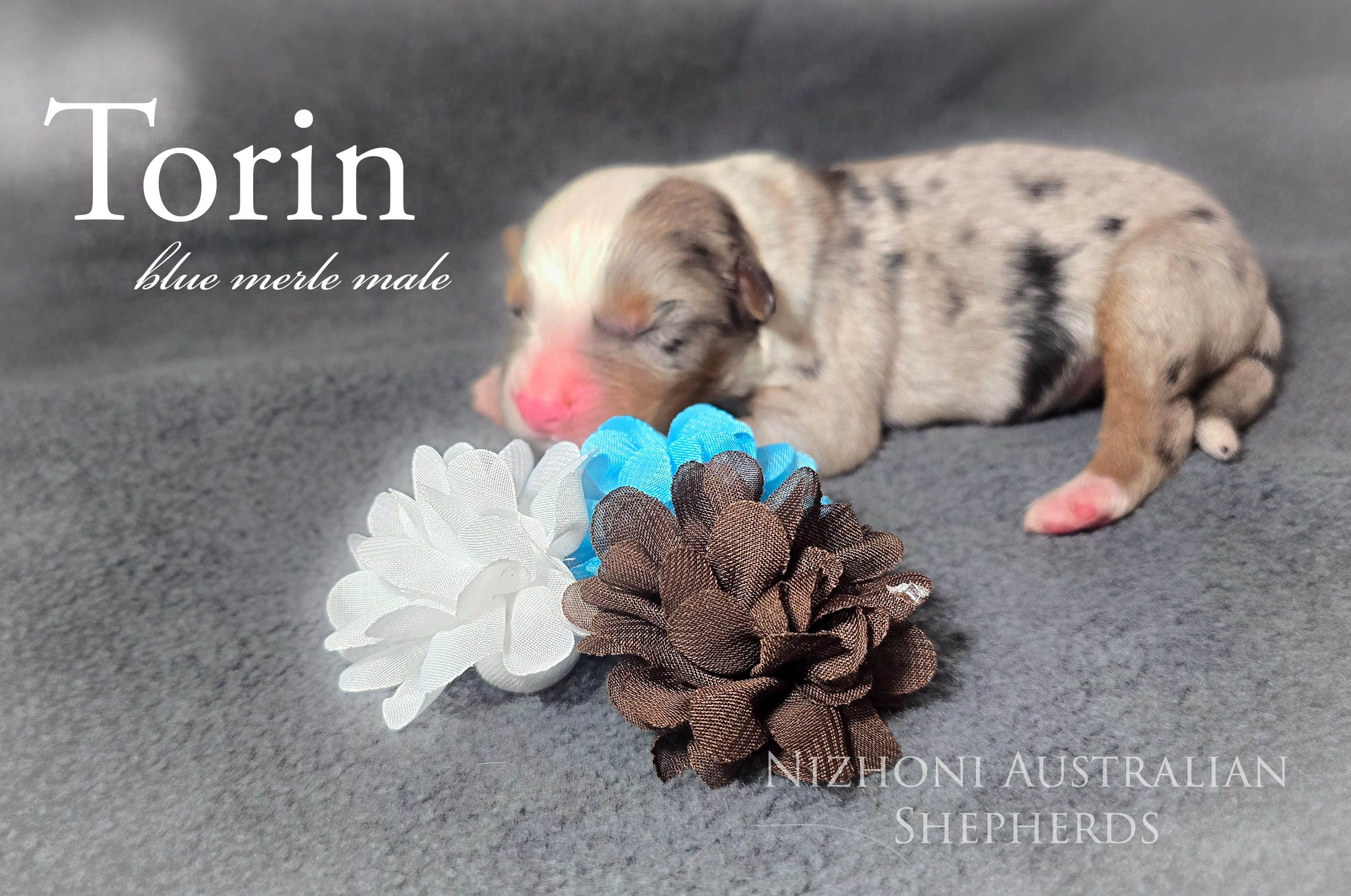 Torin  – Australian Shepherd puppy for sale in Hesperia, MI