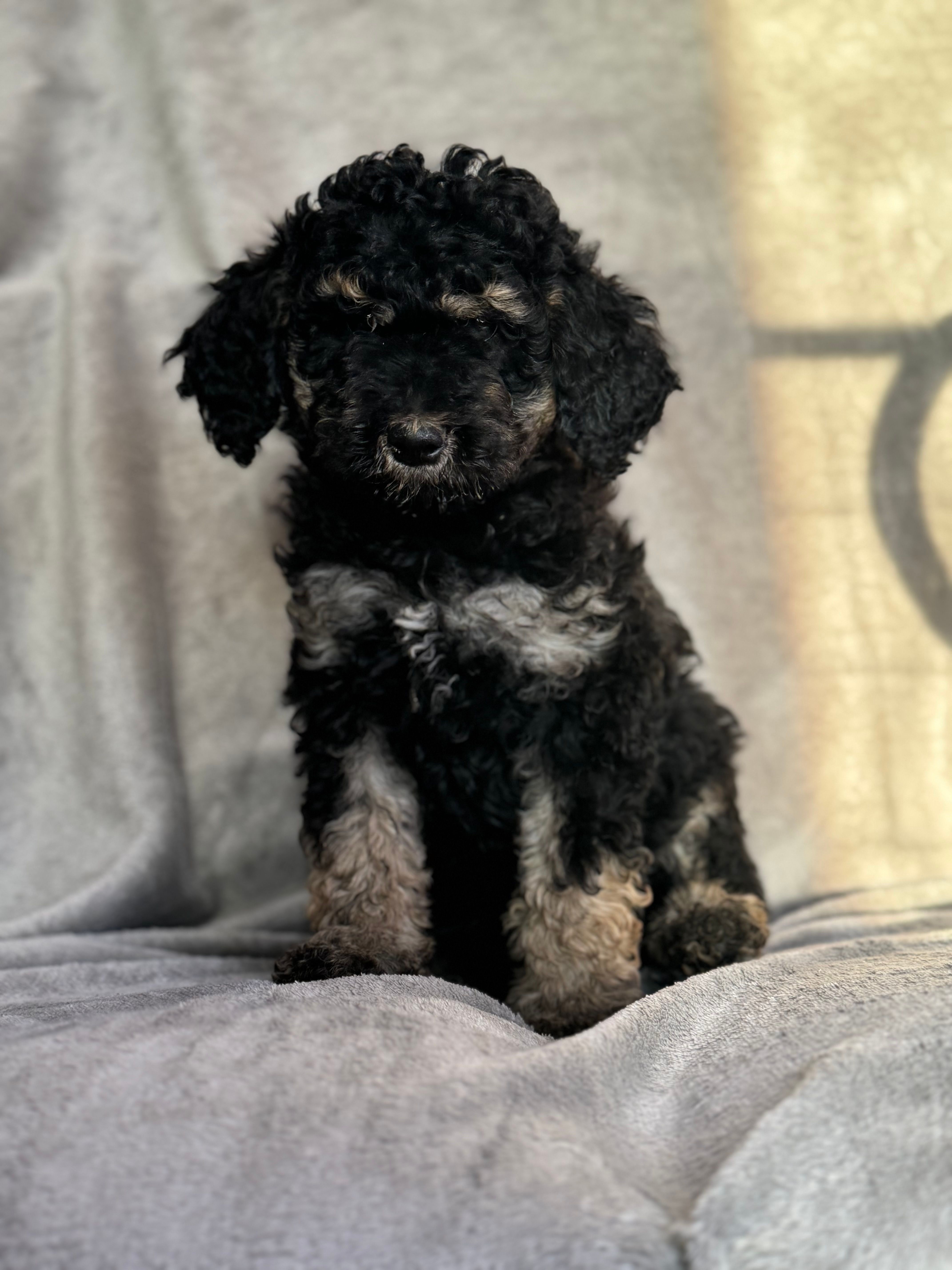 Ariana – Poodle - Standard  puppy for sale in Longmont, CO