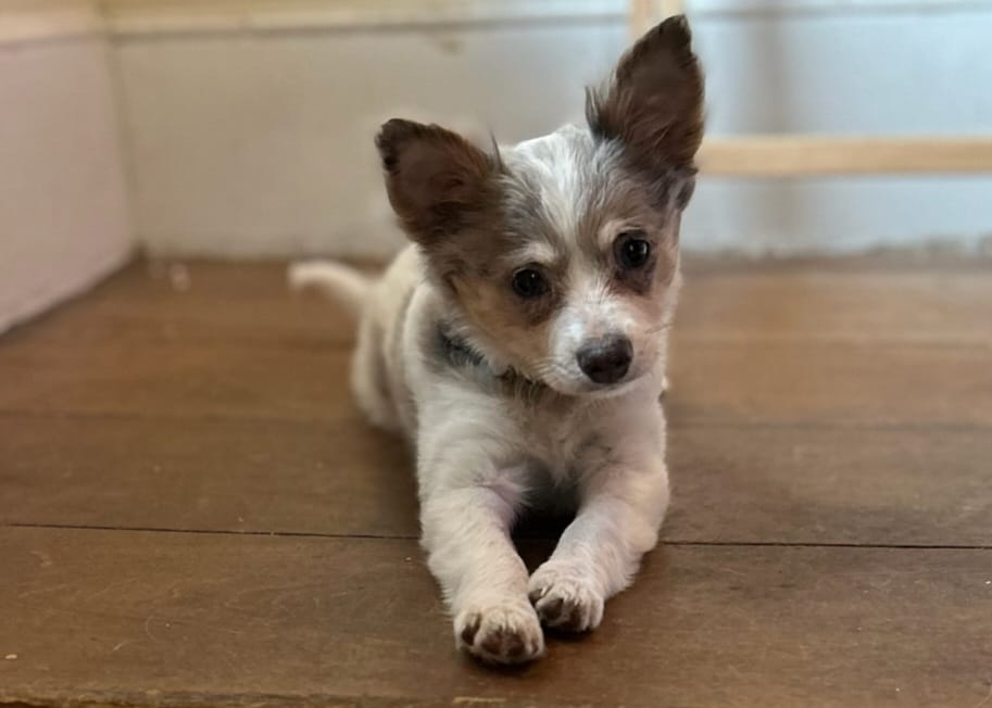 Tucker – Chihuahua puppy for sale in Haverhill, MA