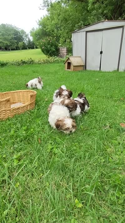 Radar, a male Shih Tzu for sale in Chambersburg, PA – 2 of 10