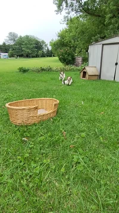 Remy, a male Shih Tzu for sale in Chambersburg, PA – 2 of 10