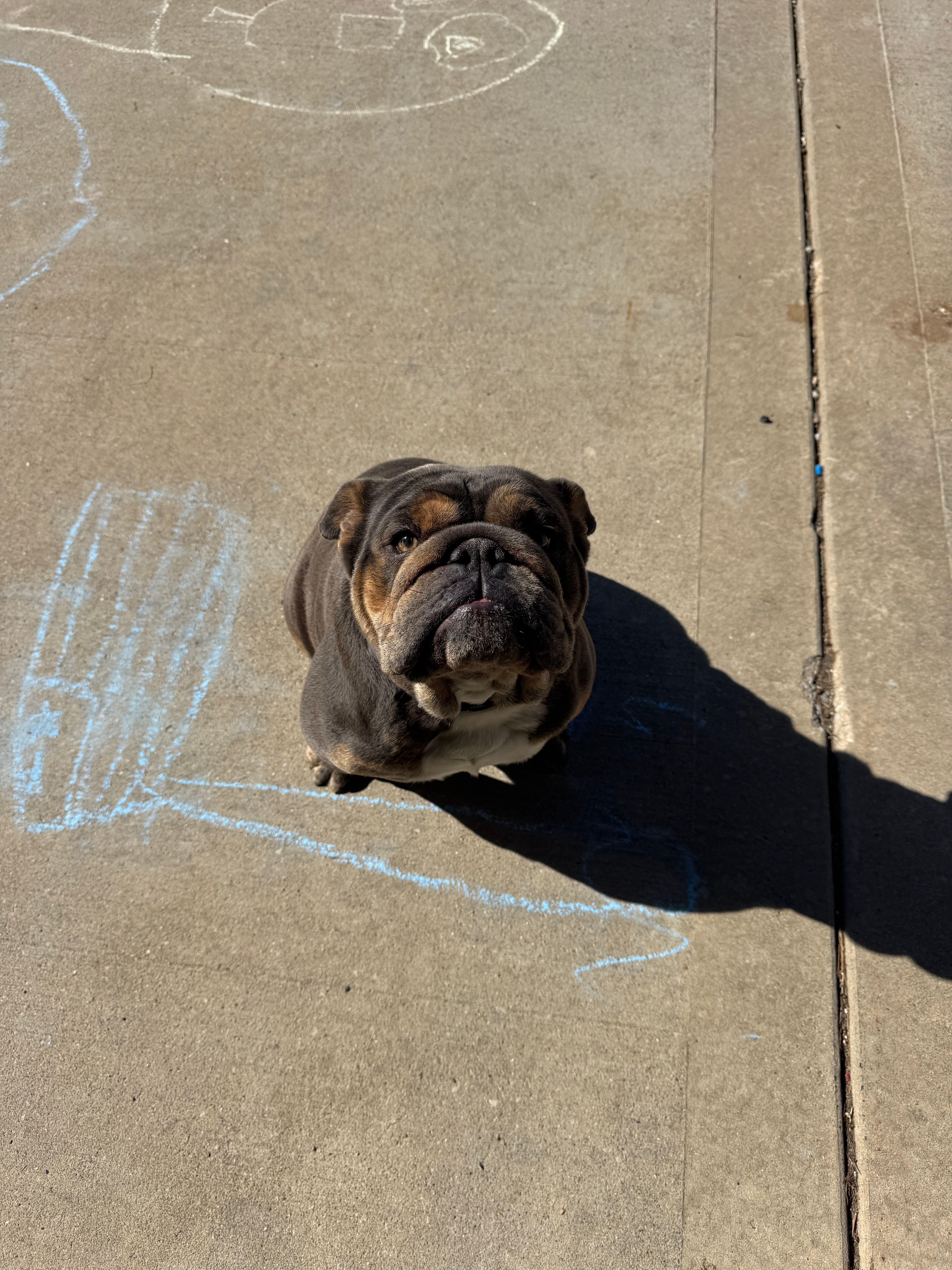 Cinder – English Bulldog puppy for sale in Greenville, IL