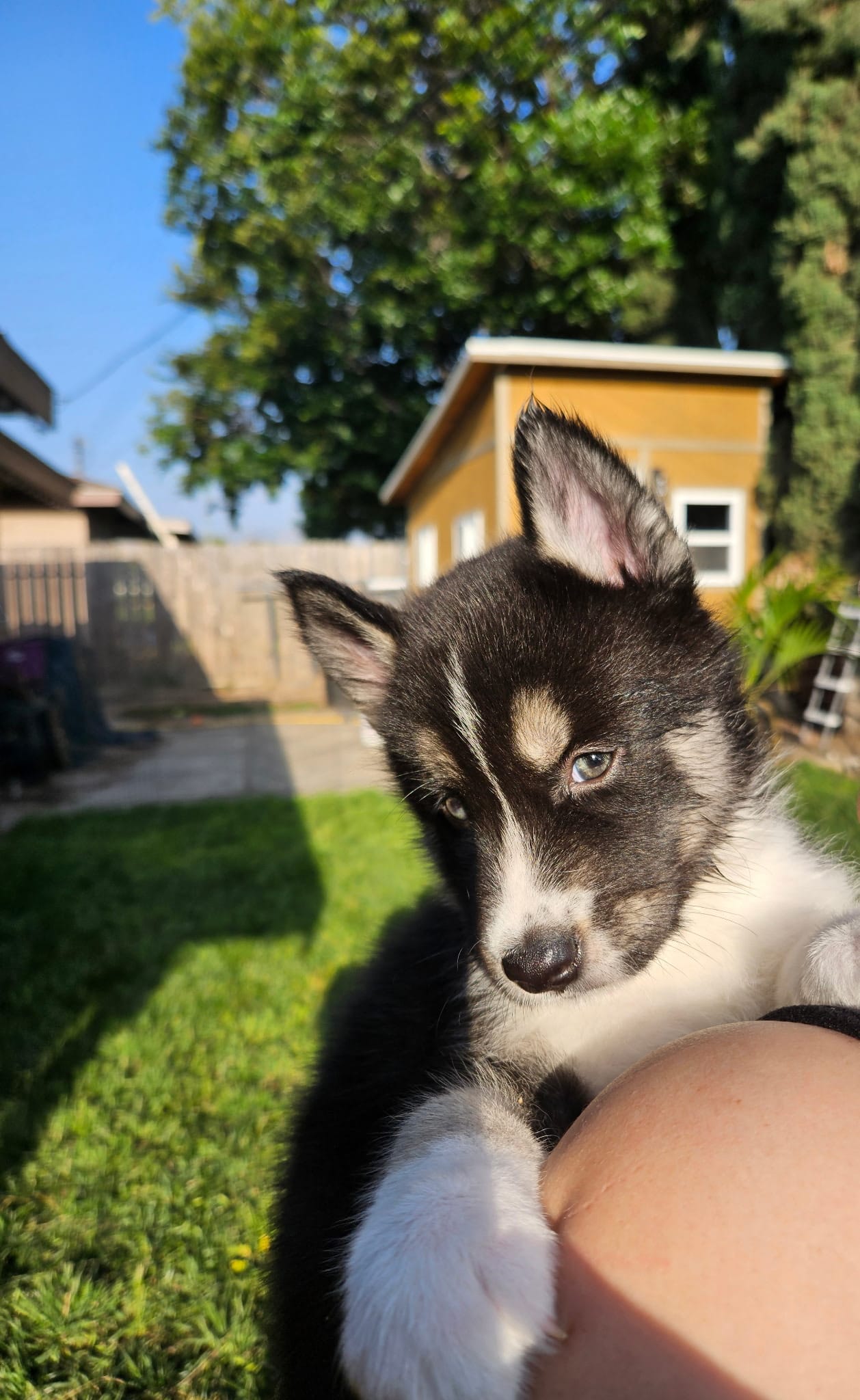Puppy E – Siberian Husky puppy for sale in San Bernardino, CA