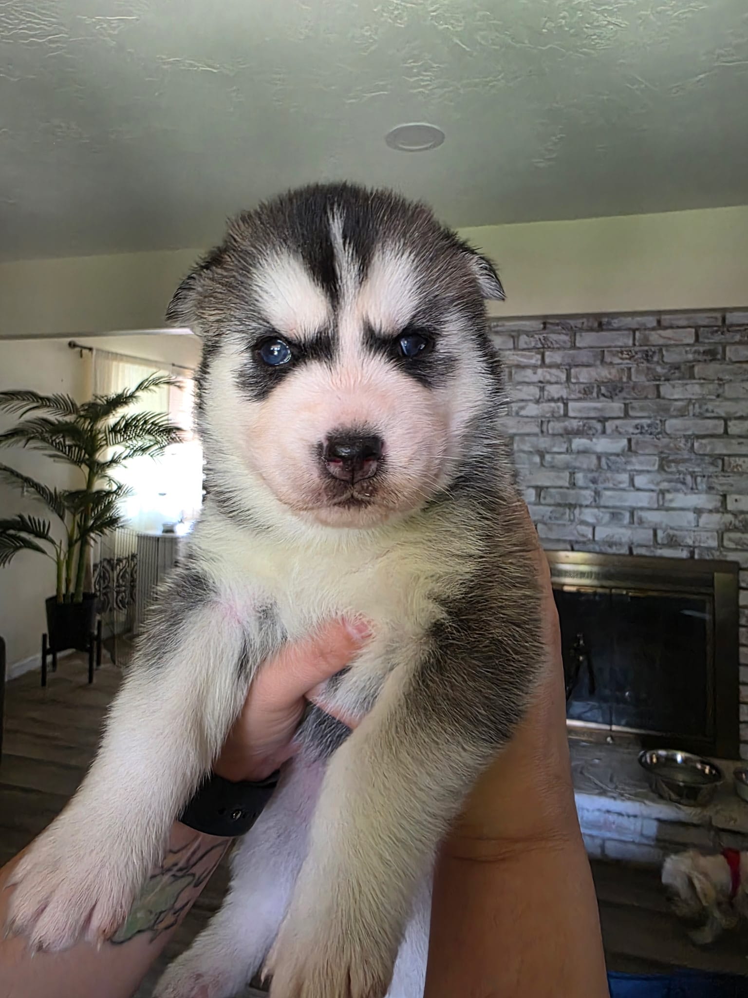 Puppy C – Siberian Husky puppy for sale in San Bernardino, CA
