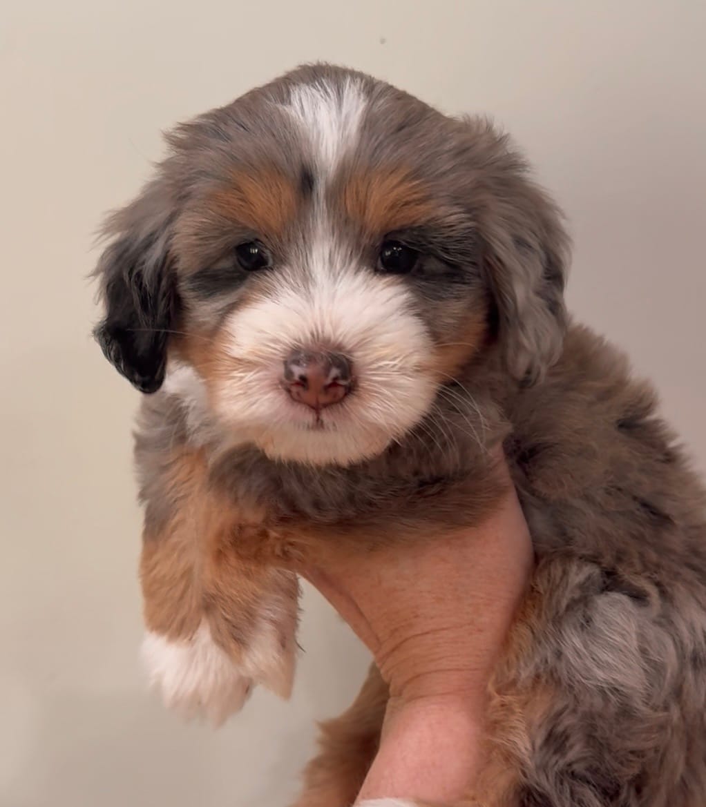 Blue Merle Tri  – Miniature Bernedoodle puppy for sale in Wellsville, KS