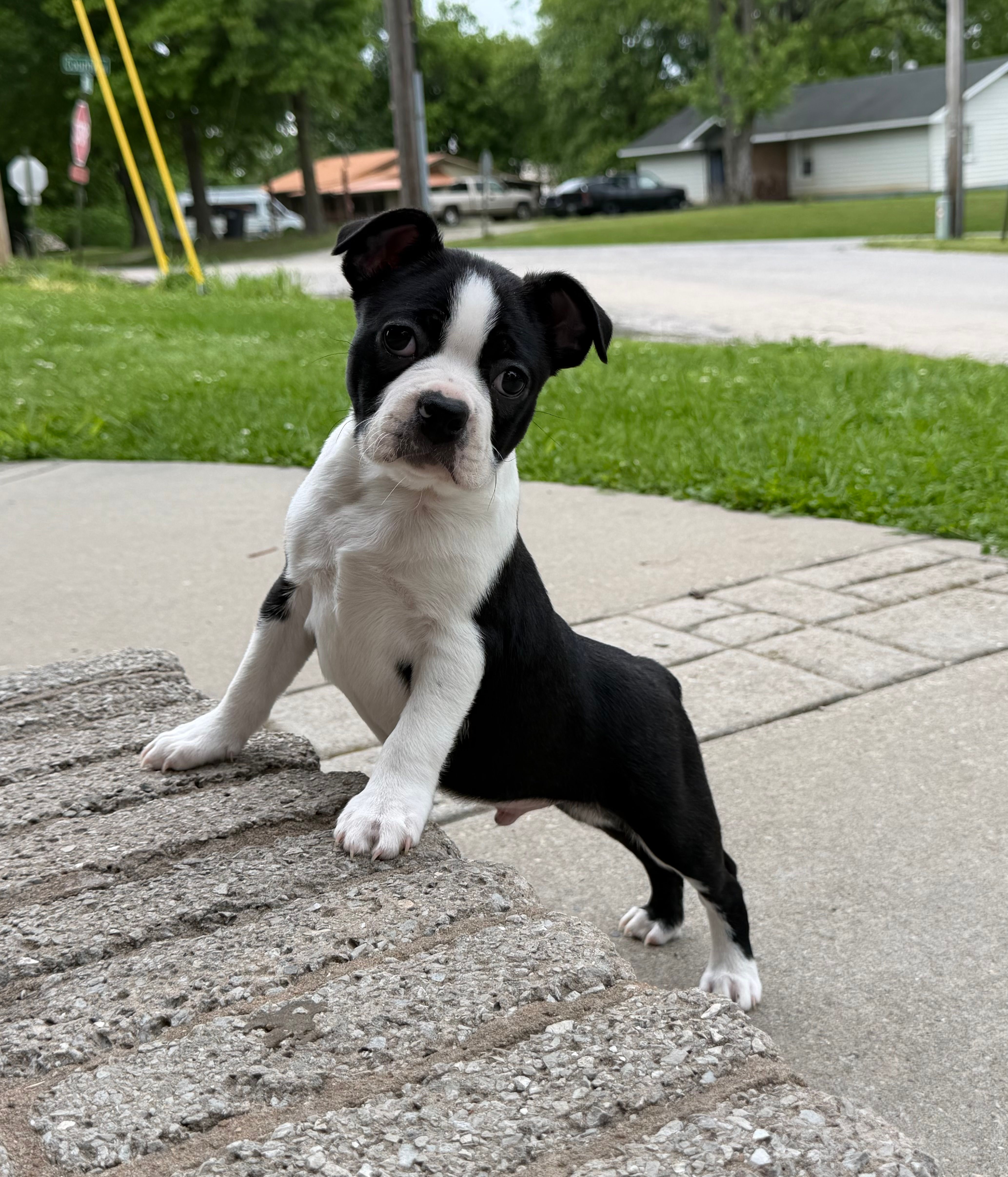 Bodie – Boston Terrier puppy for sale in Garfield, AR