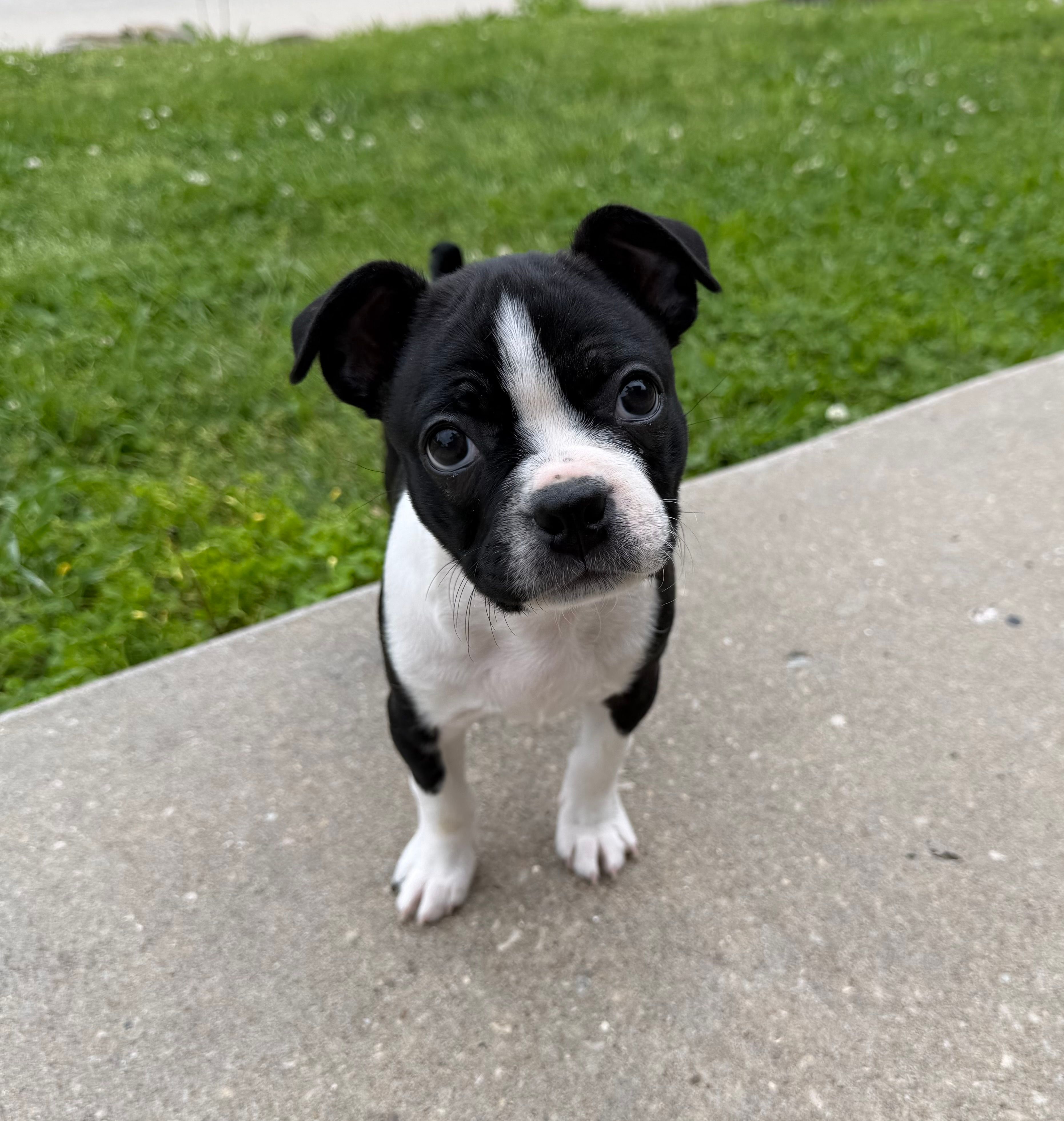 Maya – Boston Terrier puppy for sale in Garfield, AR
