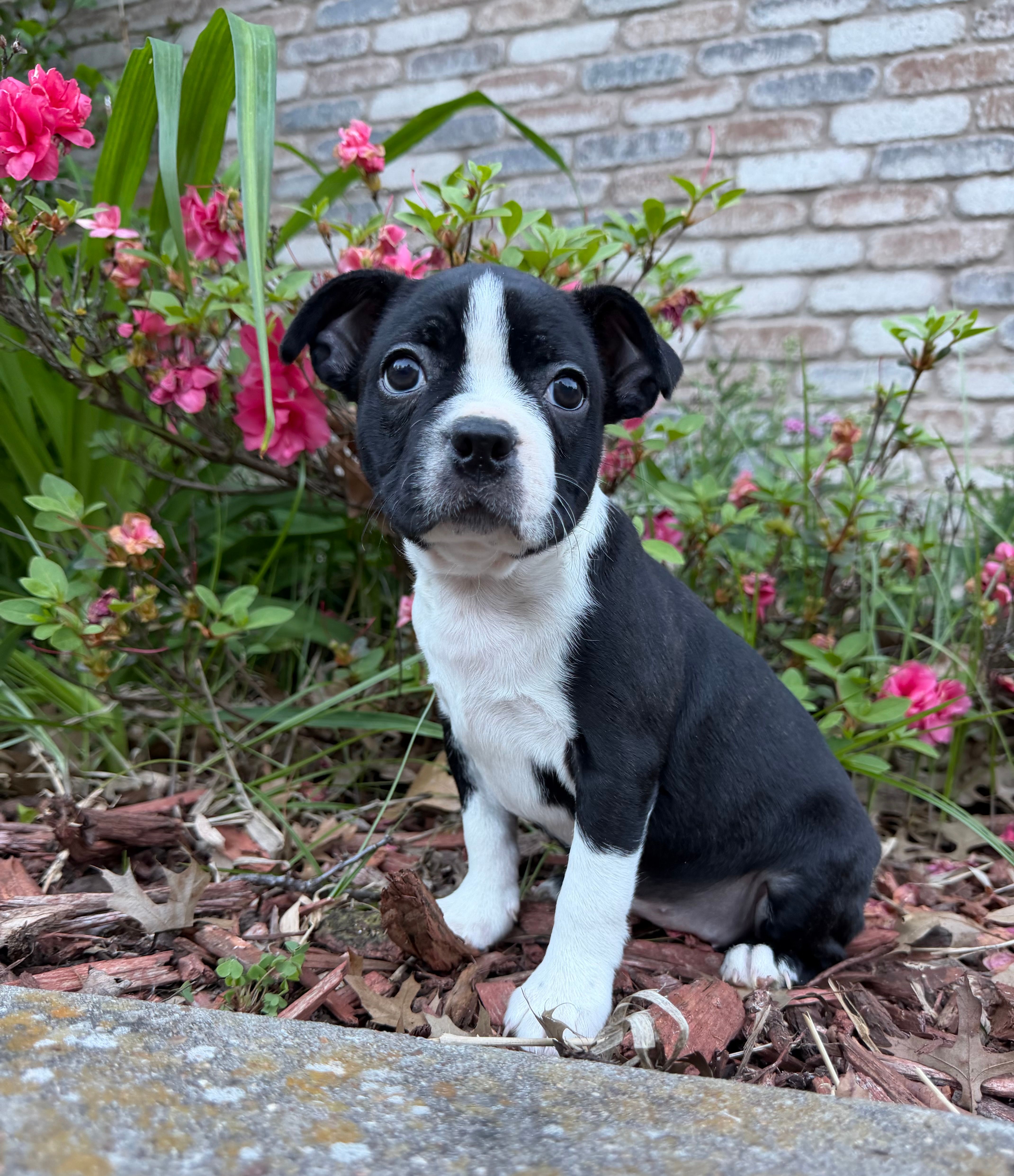 Maya – Boston Terrier puppy for sale in Garfield, AR
