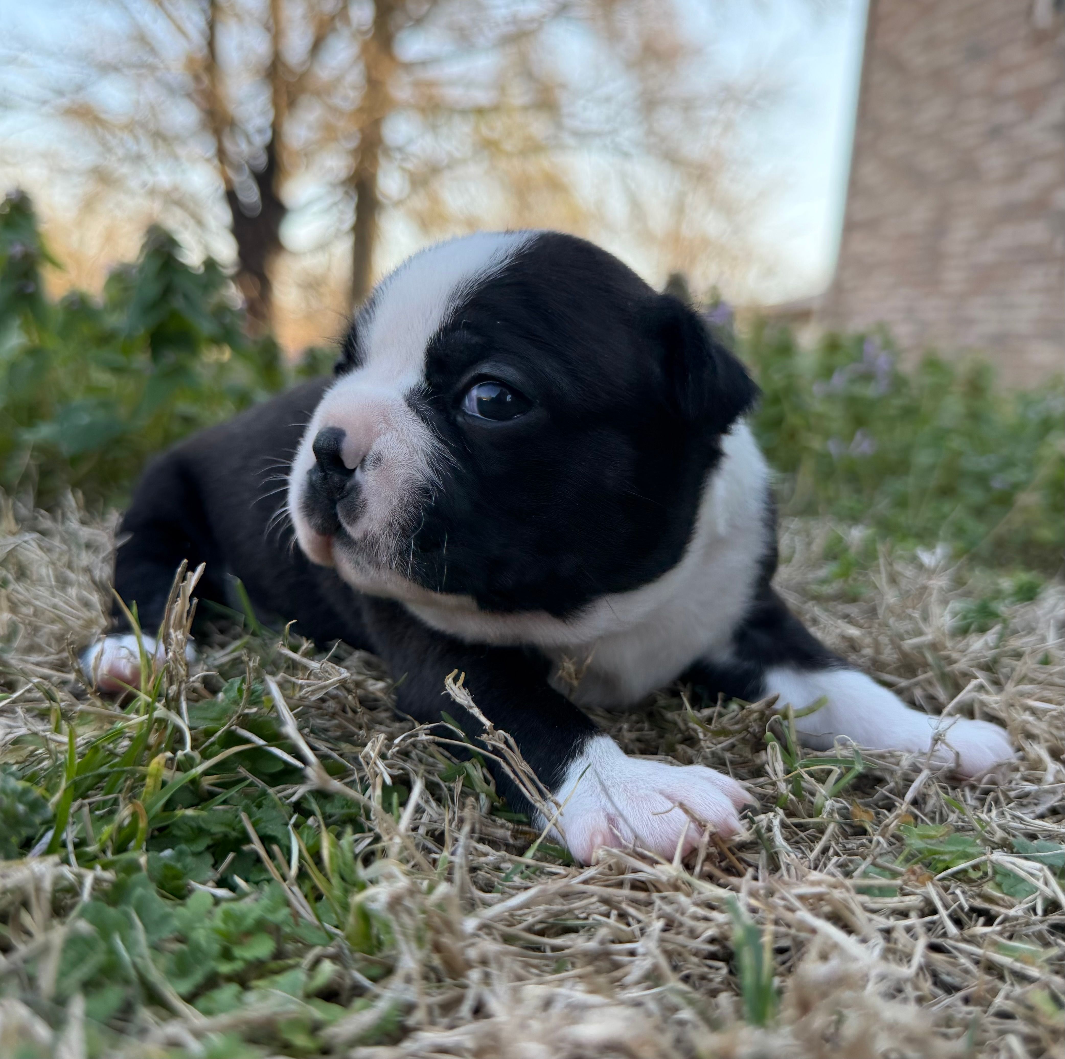 Smitty – Boston Terrier puppy for sale in Garfield, AR