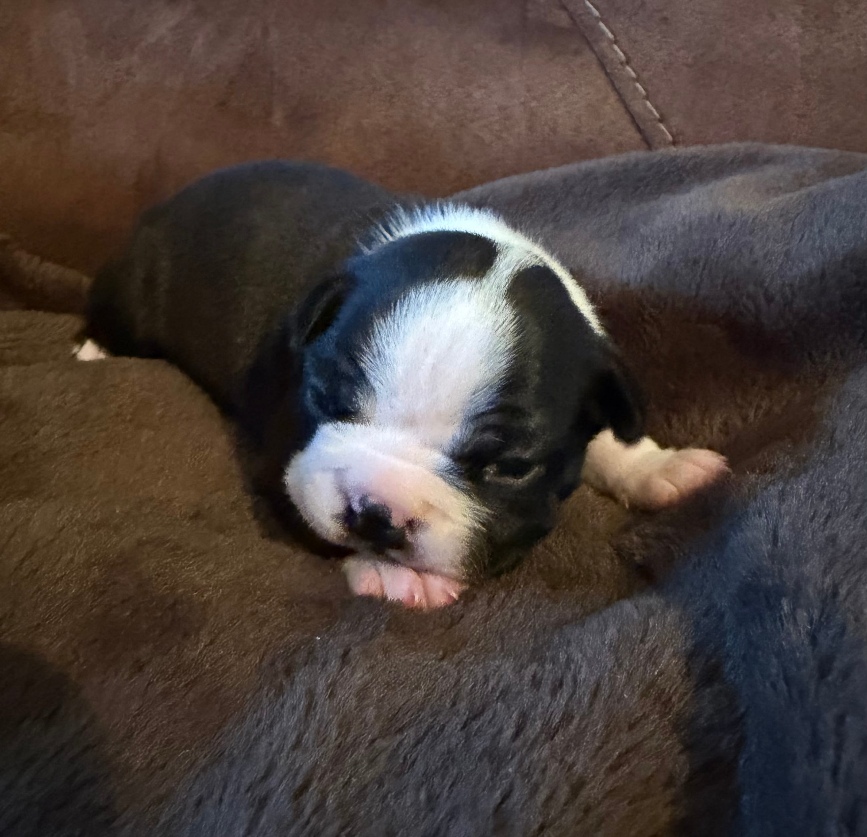 Smitty – Boston Terrier puppy for sale in Garfield, AR