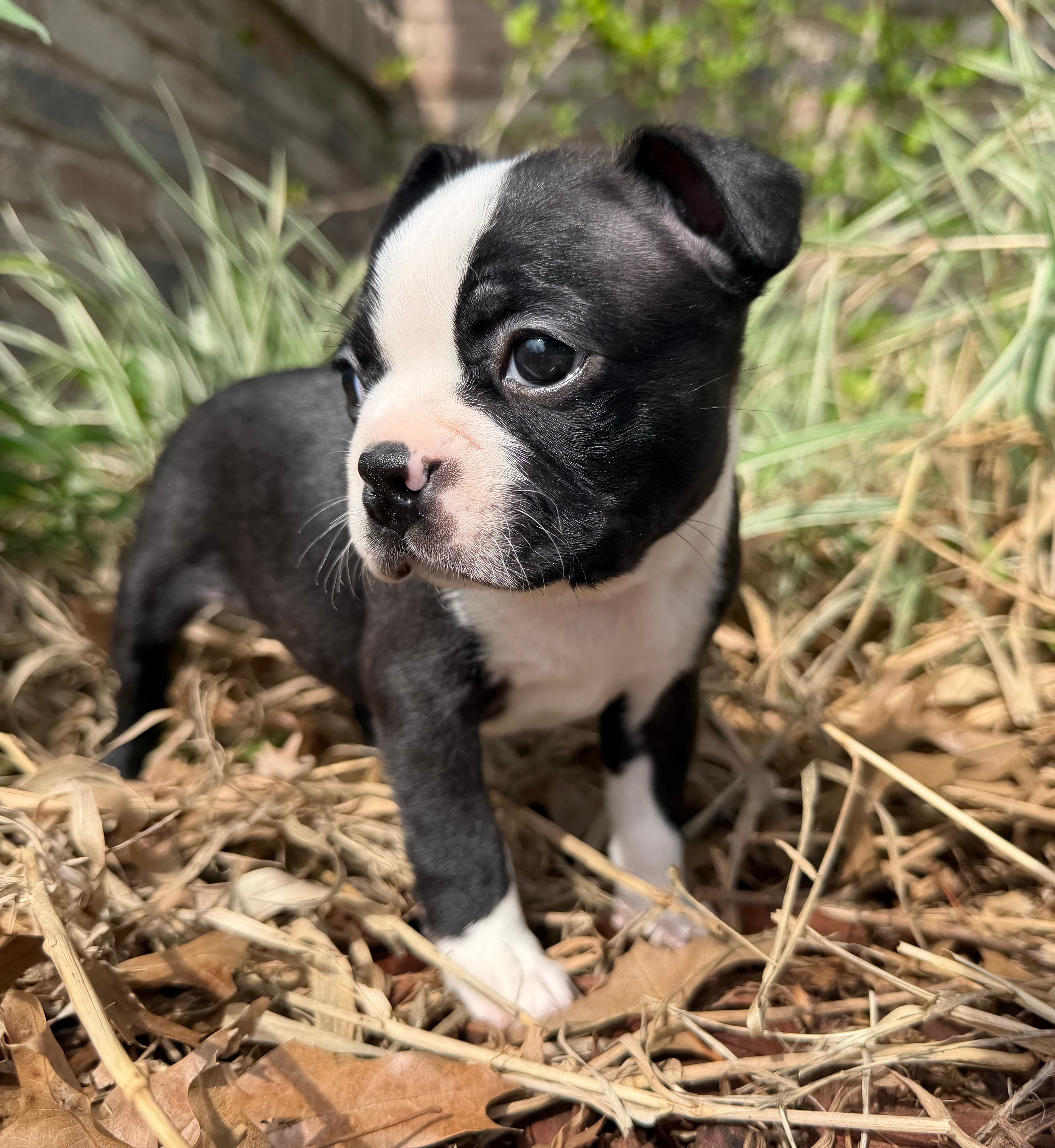 Smitty – Boston Terrier puppy for sale in Garfield, AR