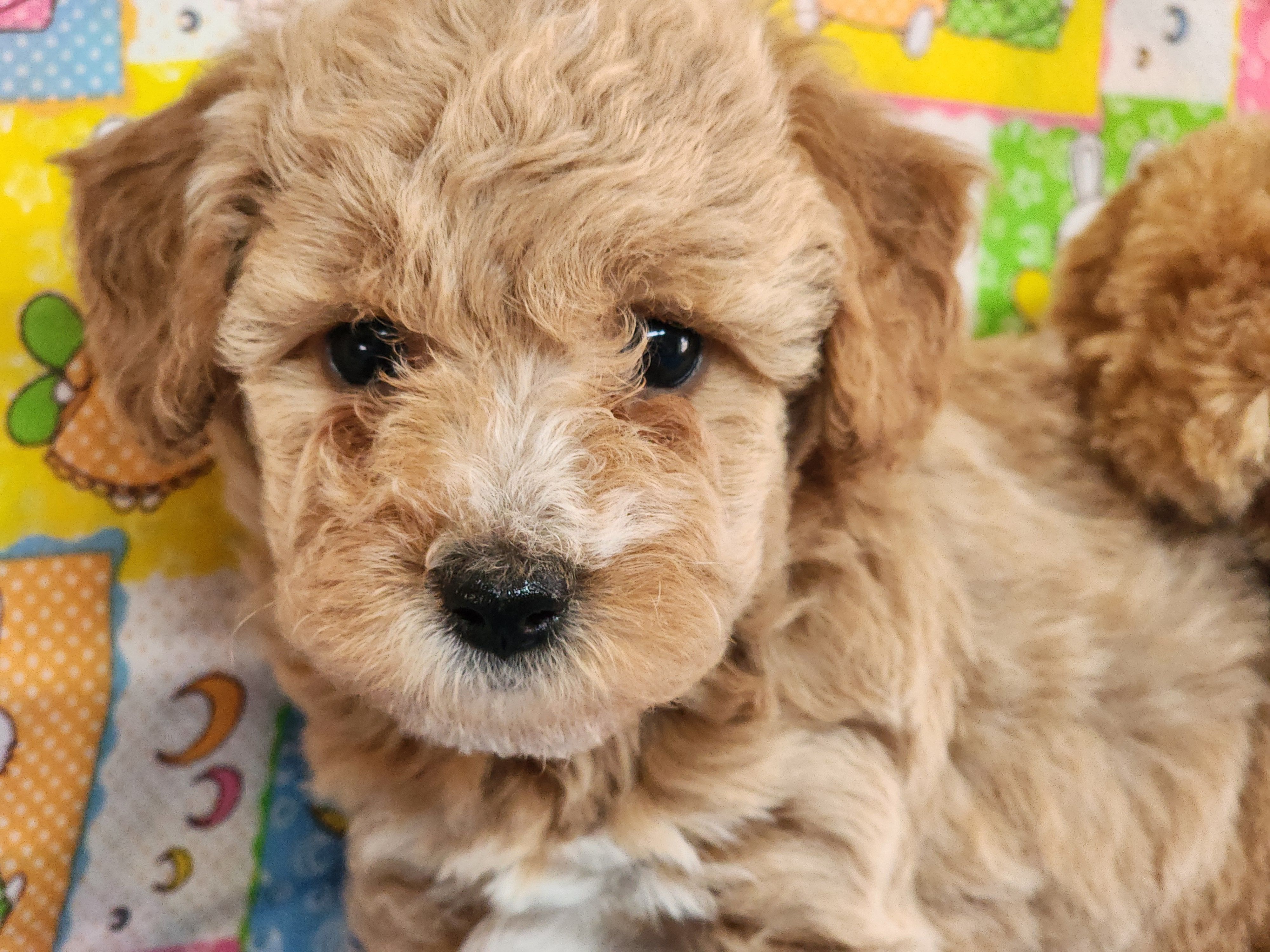 Socks – Poodle - Toy  puppy for sale in Mountain Grove, MO