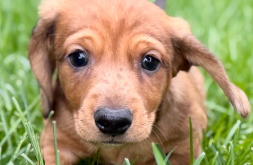 Puck – Dachshund puppy for sale in Sturgis, MI