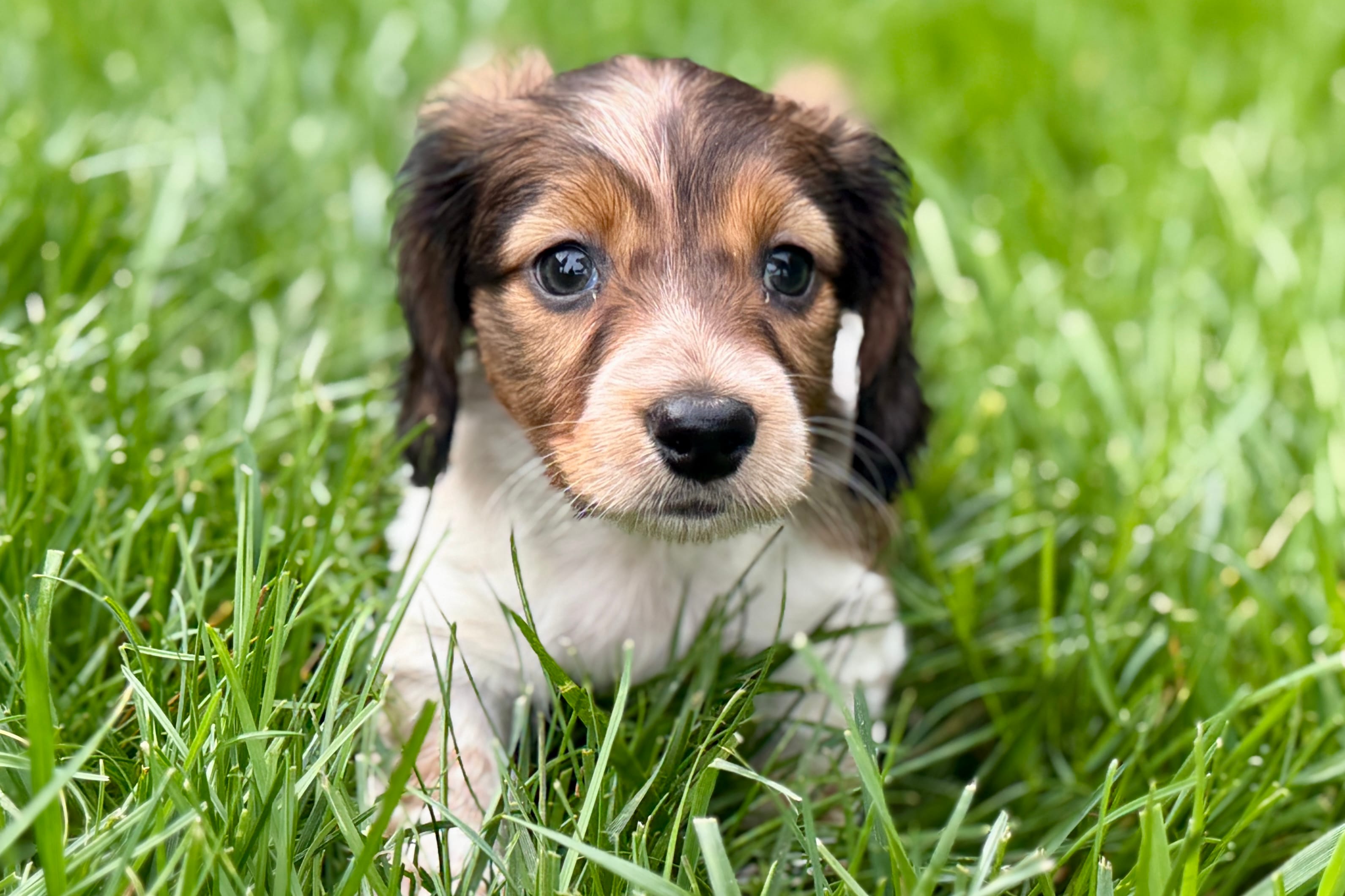Penny  – Dachshund puppy for sale in Sturgis, MI