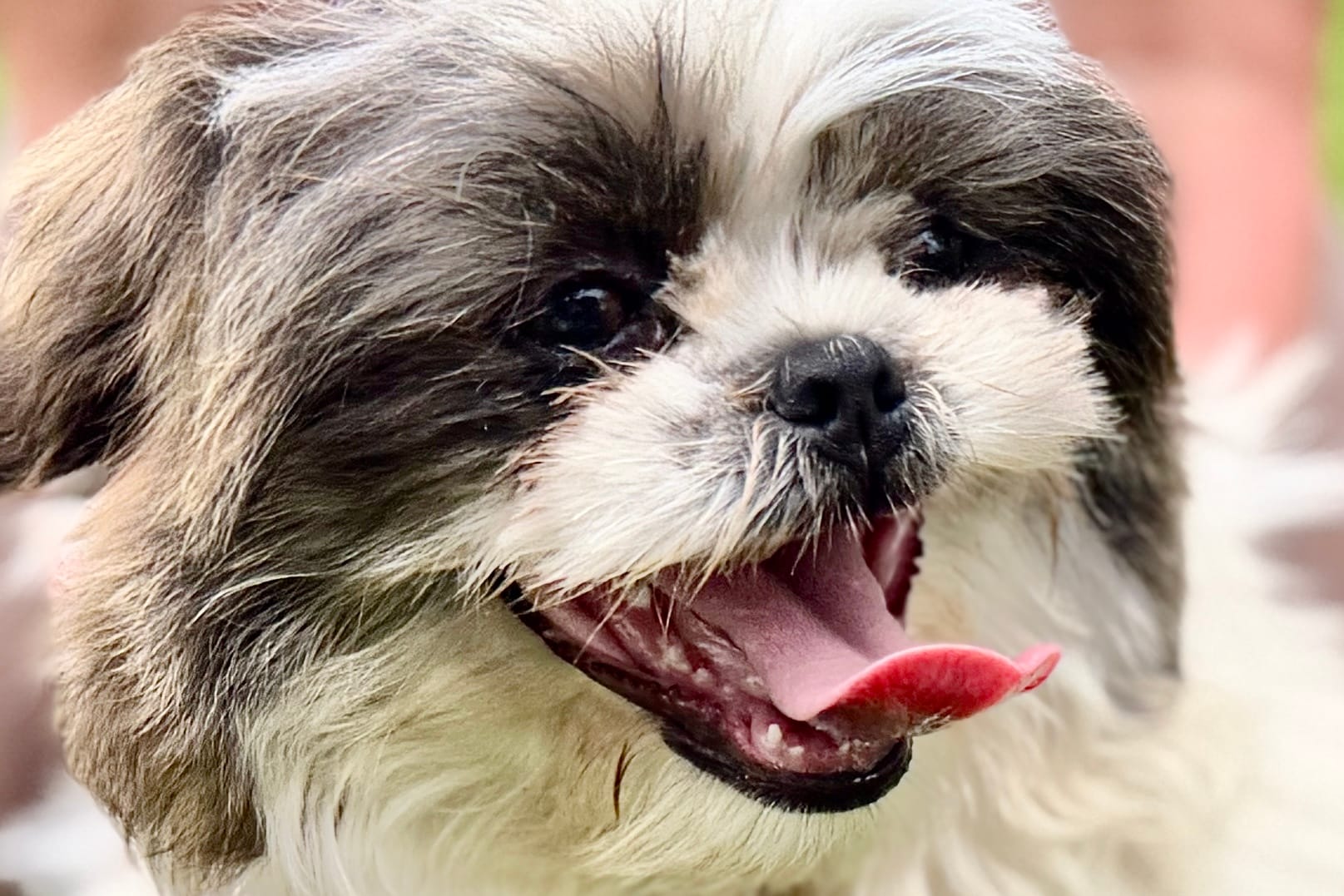 Sawyer – Shih Tzu puppy for sale in Sturgis, MI