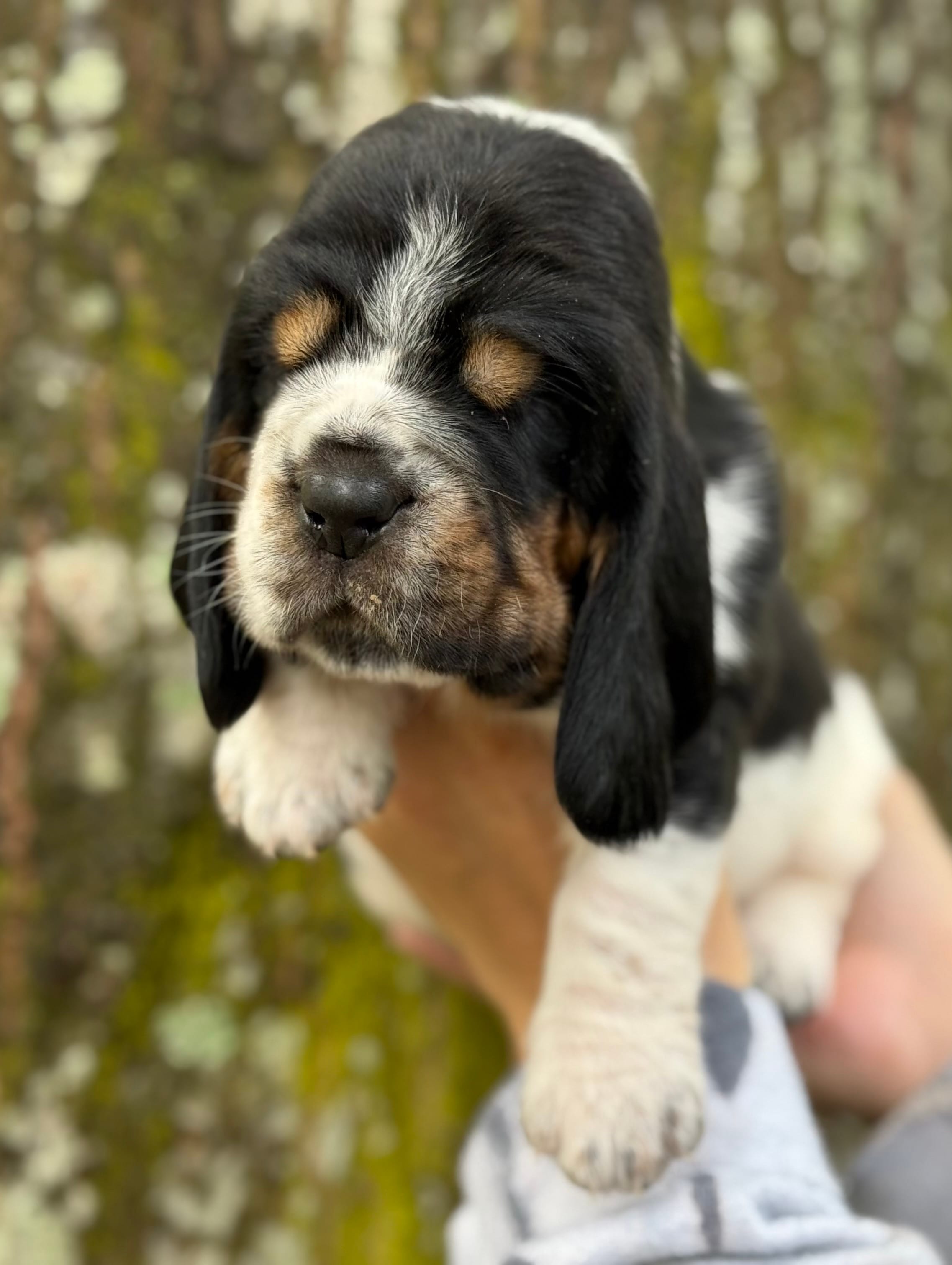  Ollin – Basset Hound puppy for sale in Poplarville, MS