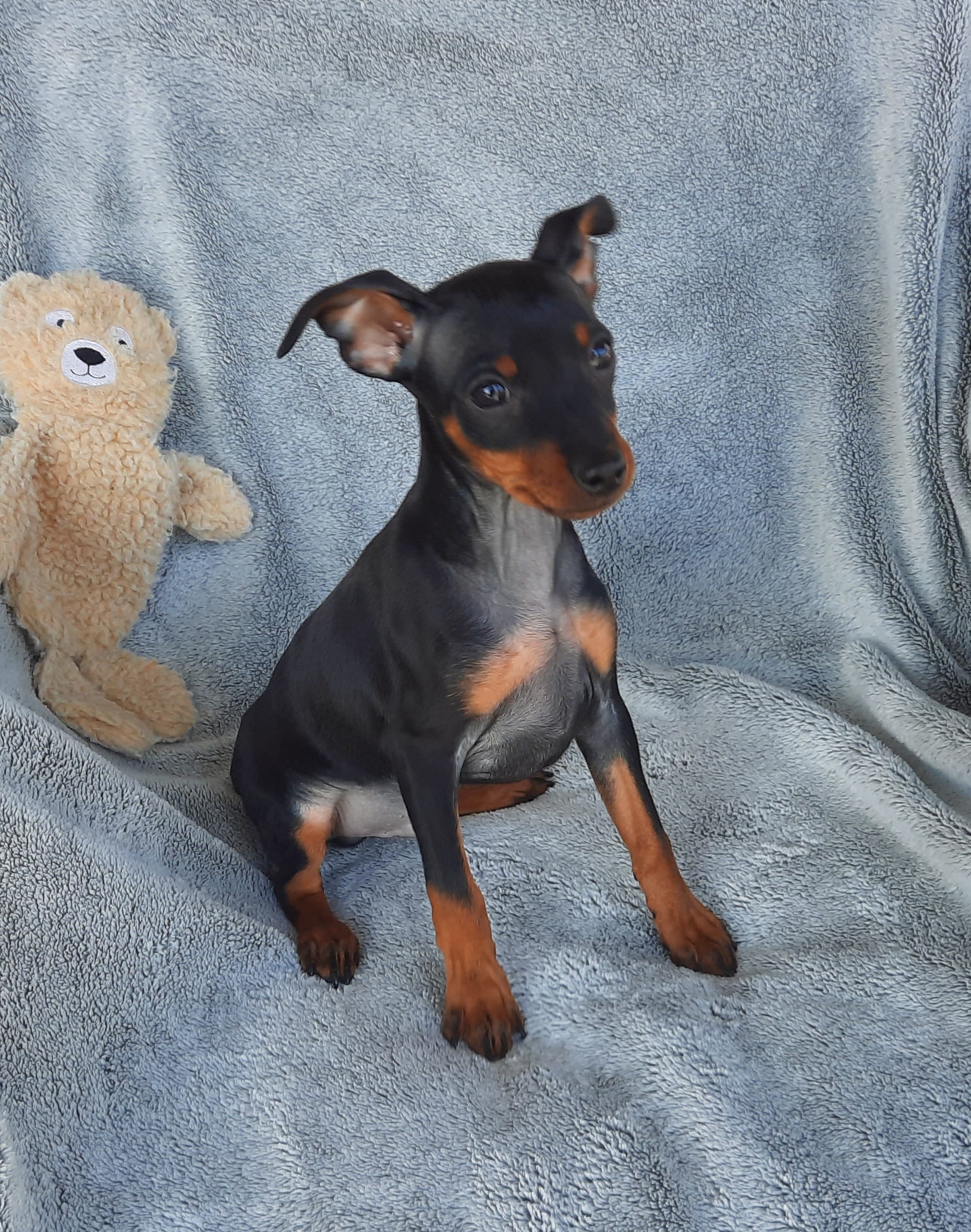 AKC Toby – Miniature Pinscher puppy for sale in Tennessee, TN