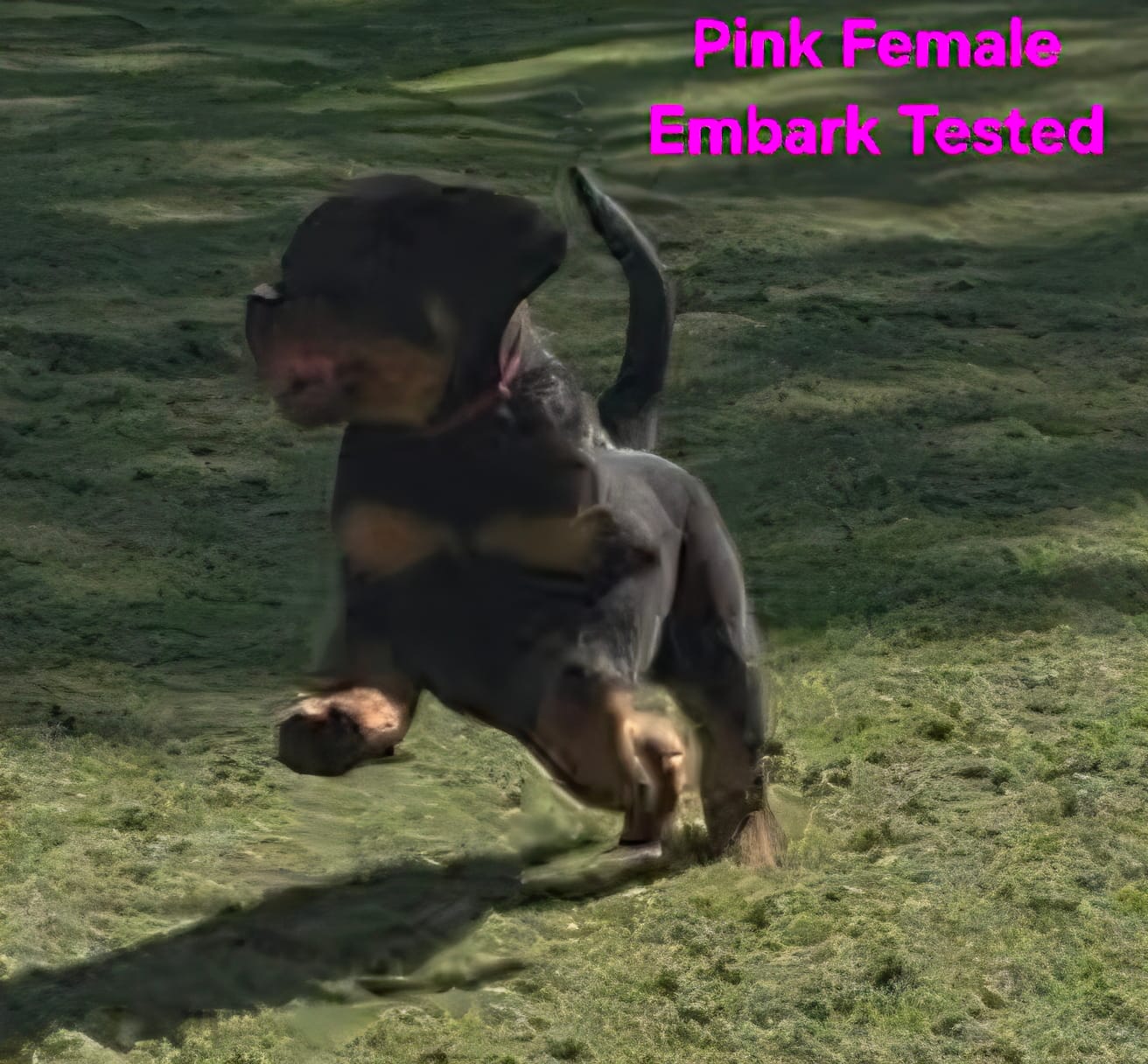 Pink – Rottweiler puppy for sale in The Plains, VA