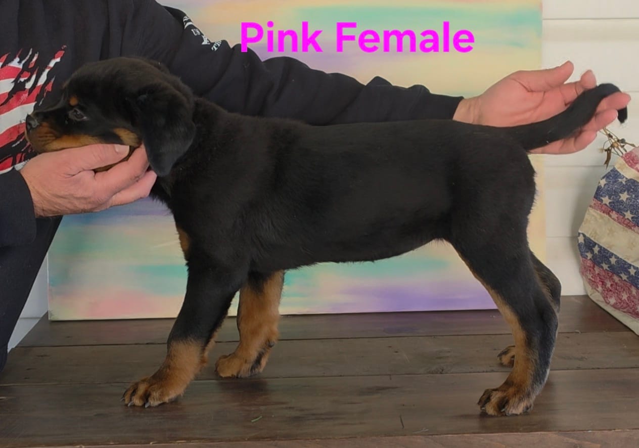 Pink – Rottweiler puppy for sale in The Plains, VA