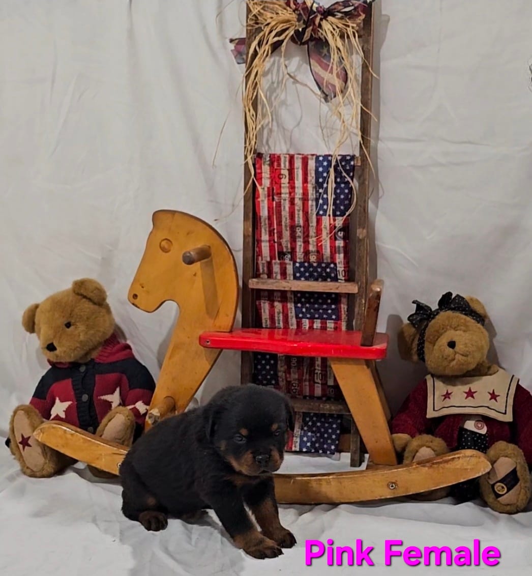 Pink – Rottweiler puppy for sale in The Plains, VA