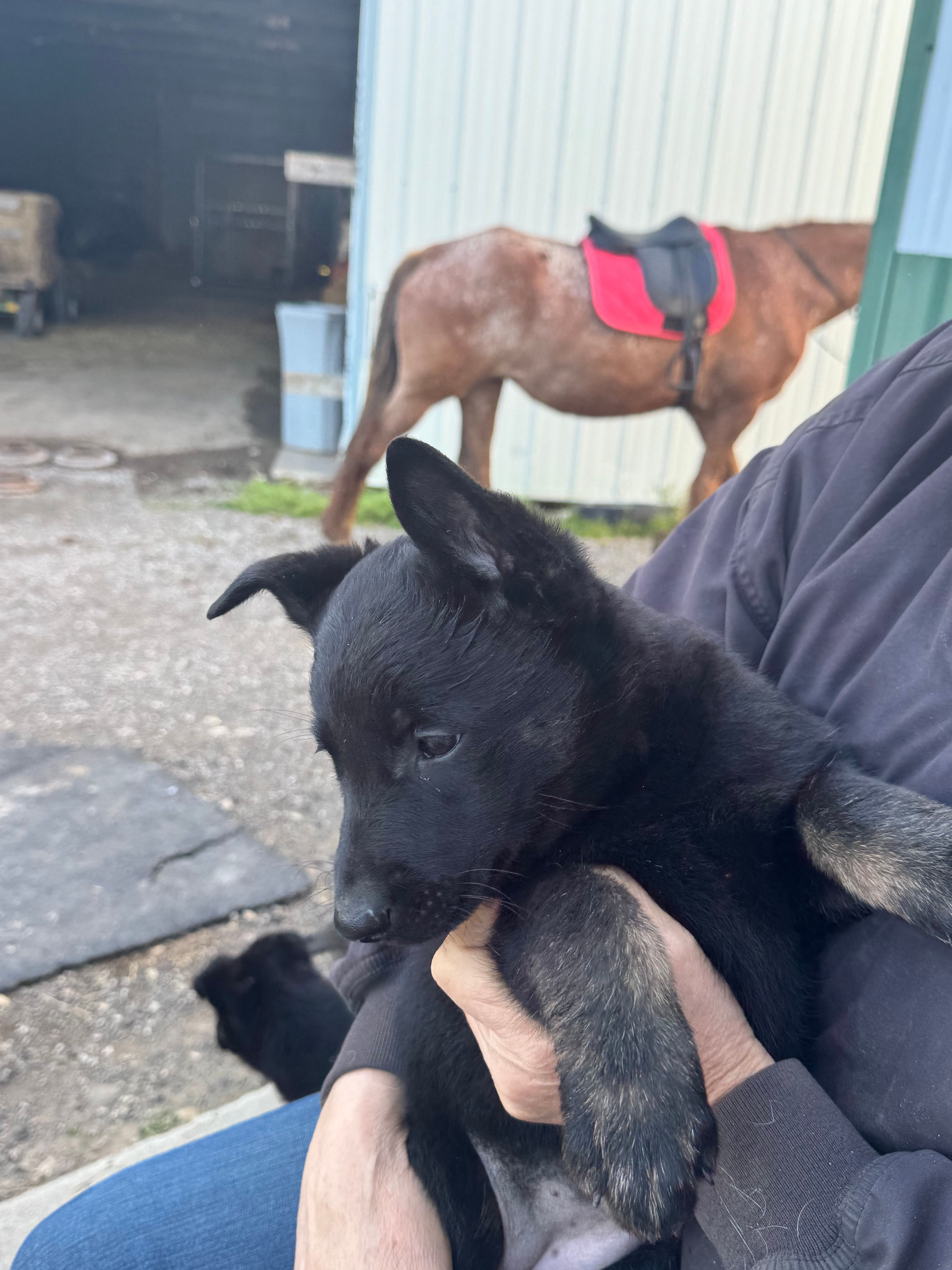 Girl 2 – Belgian Malinois puppy for sale in Greenwood, IN