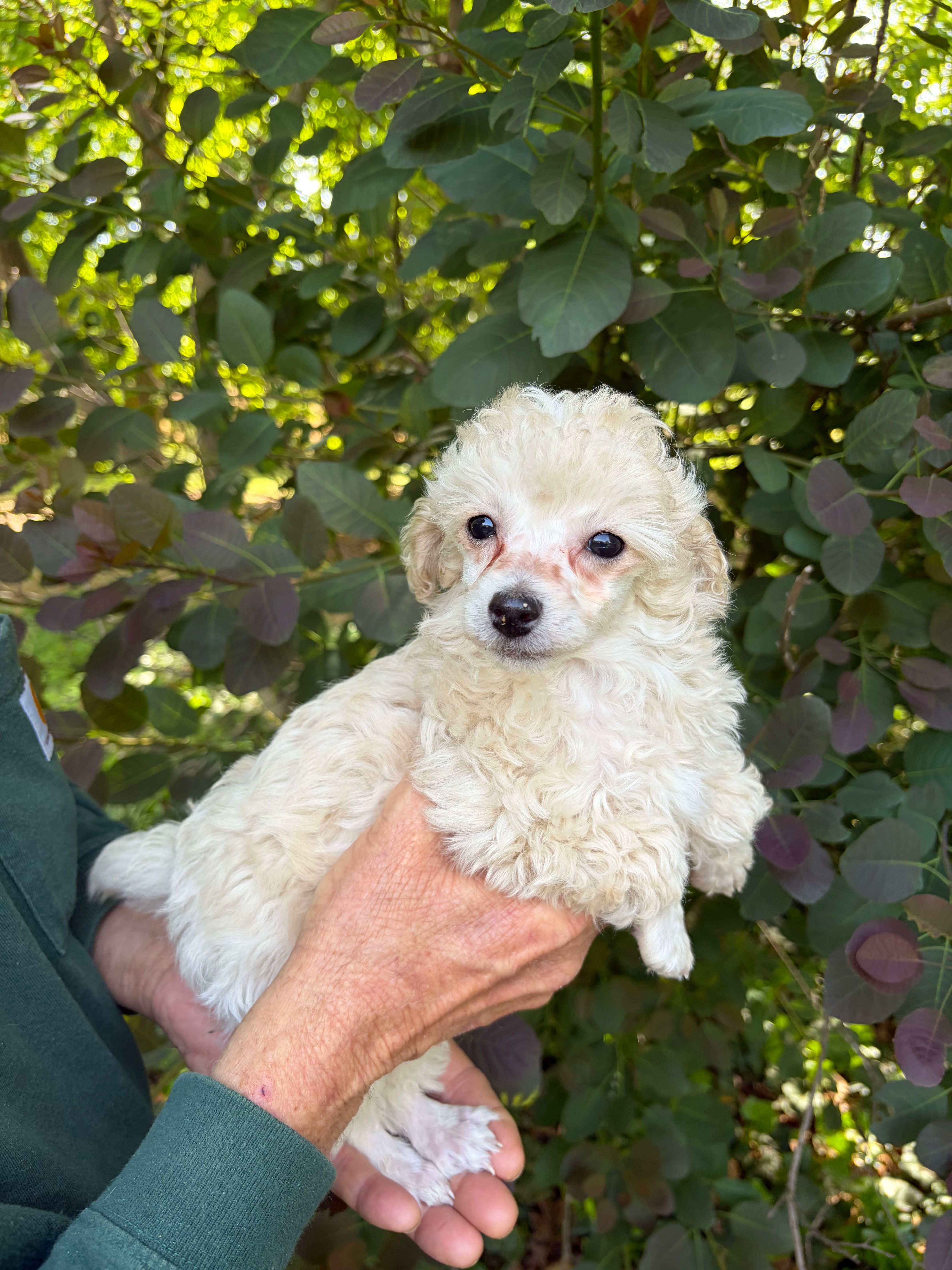Zoe – Poodle - Toy  puppy for sale in Pinson, TN