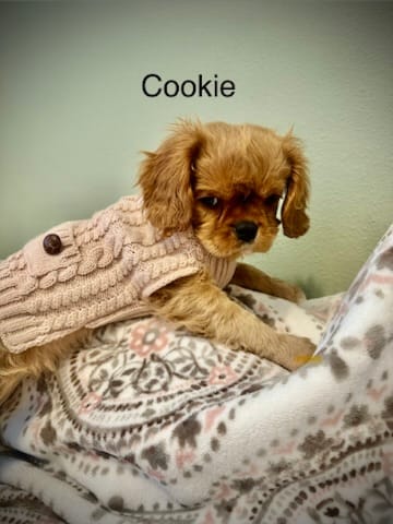 Cookie