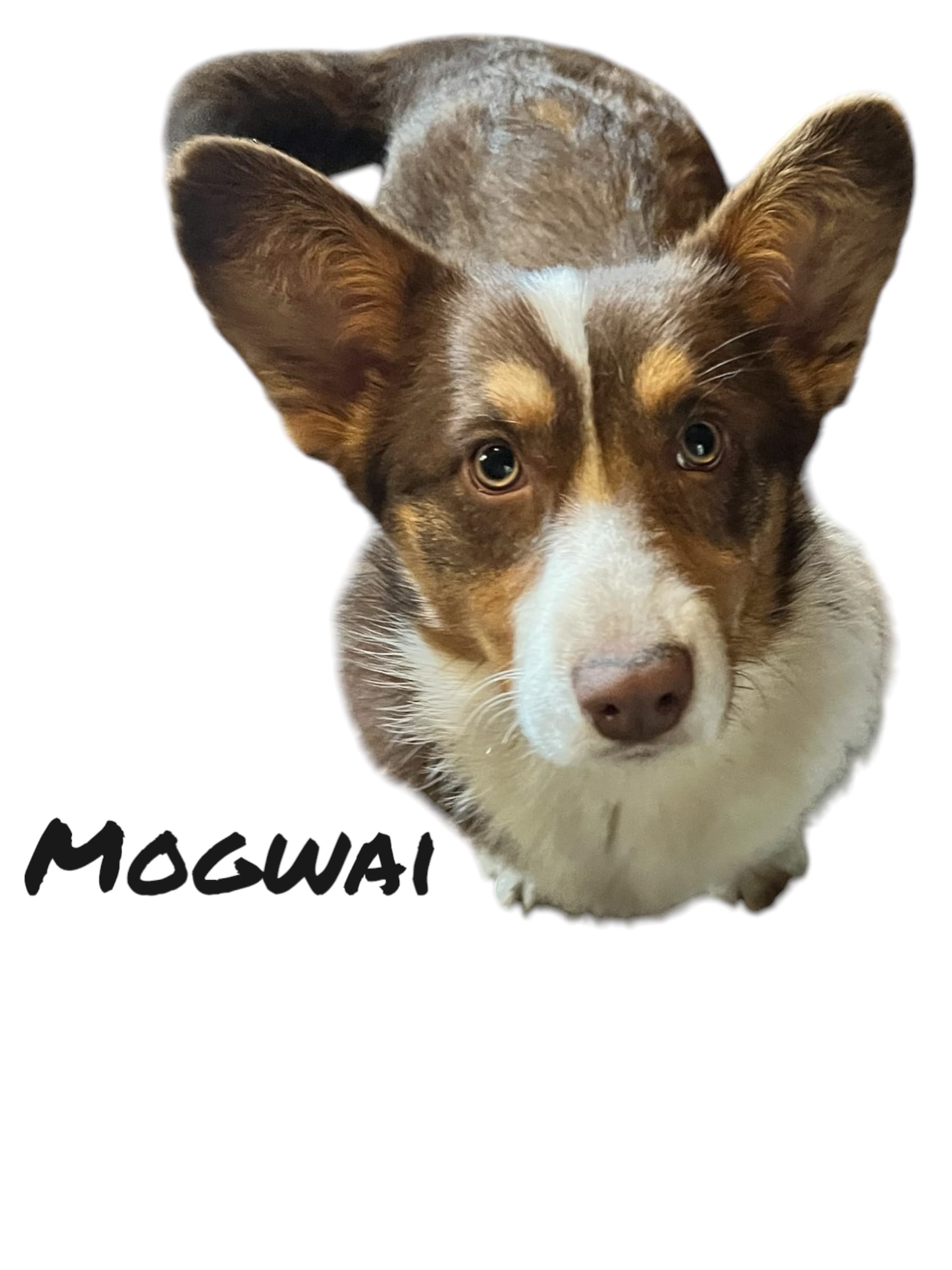 Mogwai – Cardigan Welsh Corgi puppy for sale in Wapakoneta, OH