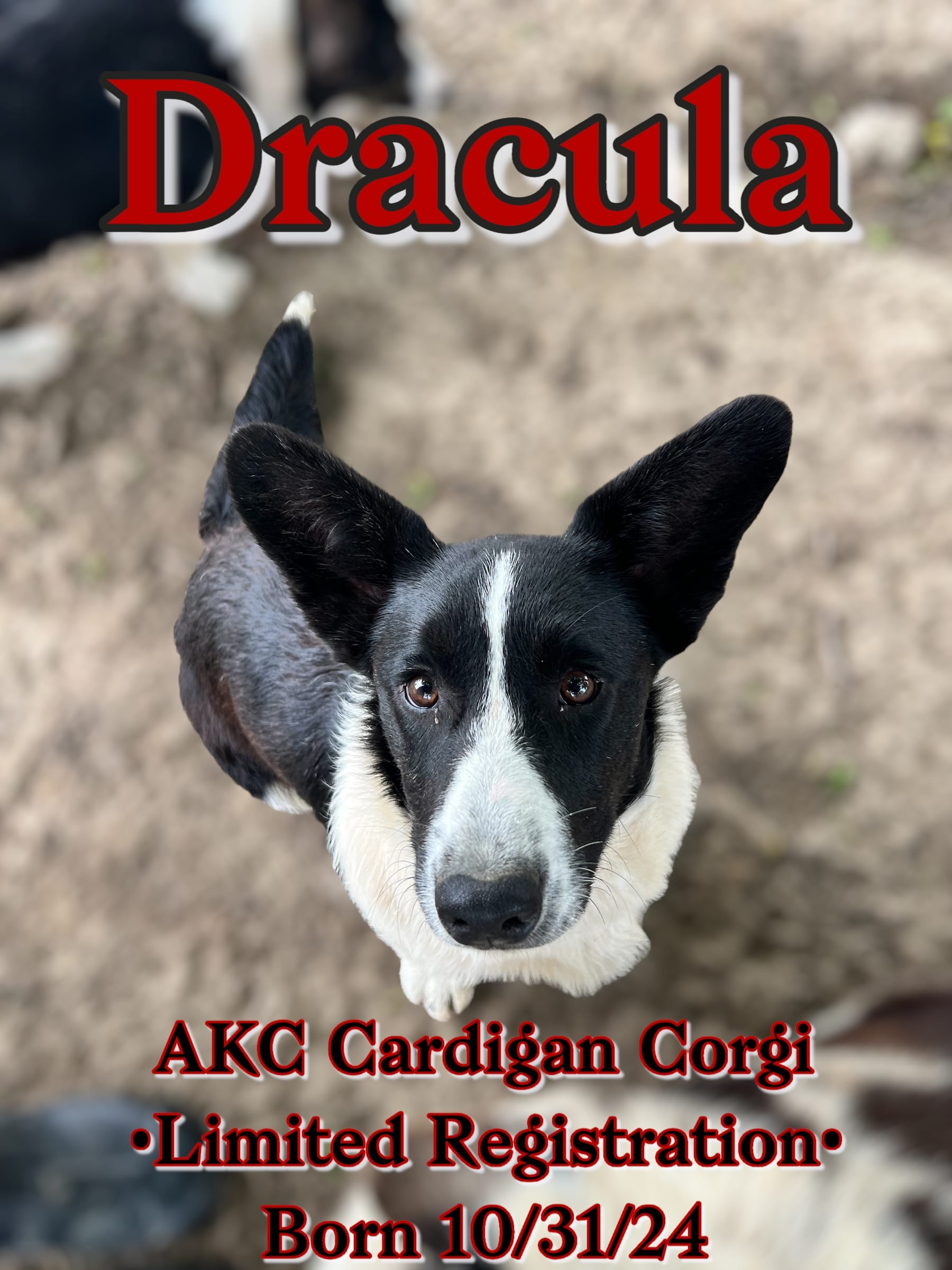 Dracula – Cardigan Welsh Corgi puppy for sale in Wapakoneta, OH