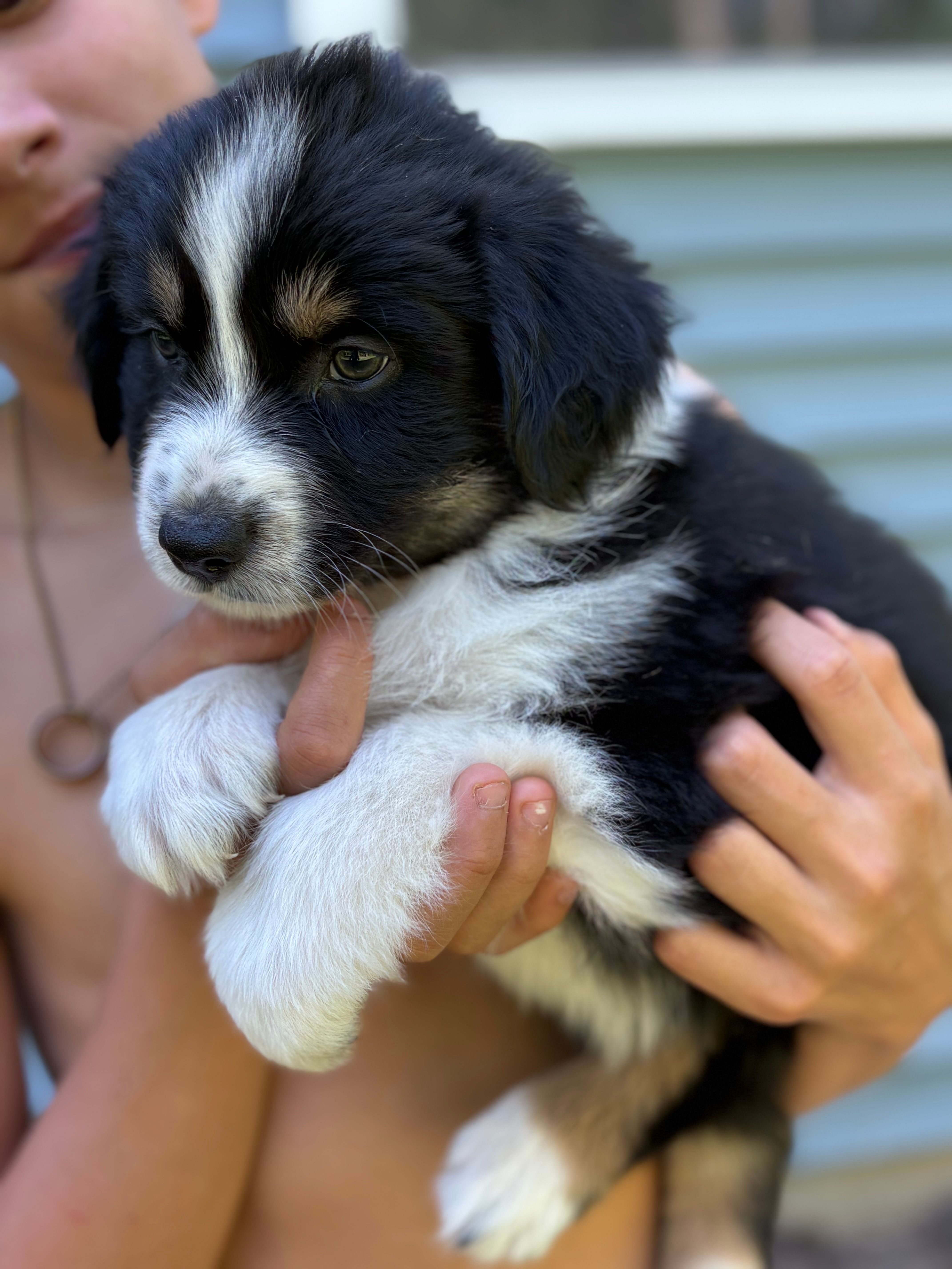 Potato  – Australian Shepherd puppy for sale in Lancaster, KY