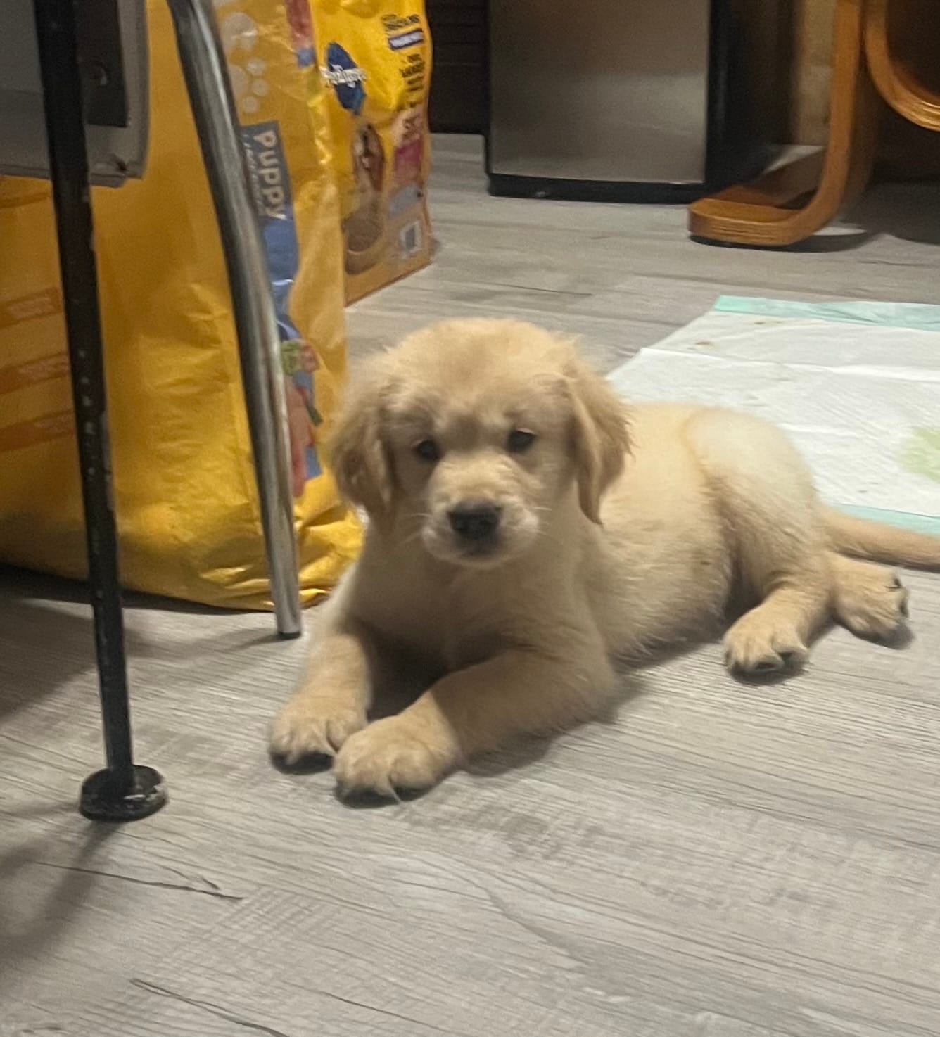 Zeus  – Golden Retriever puppy for sale in Summerfield, FL