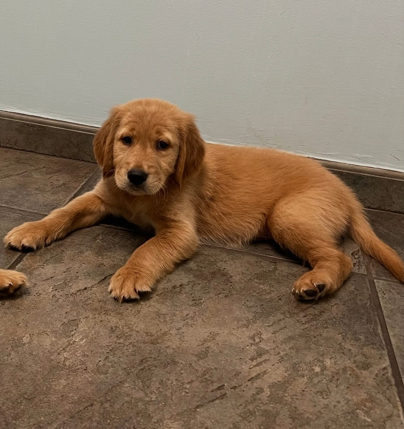 Titán  – Golden Retriever puppy for sale in Summerfield, FL