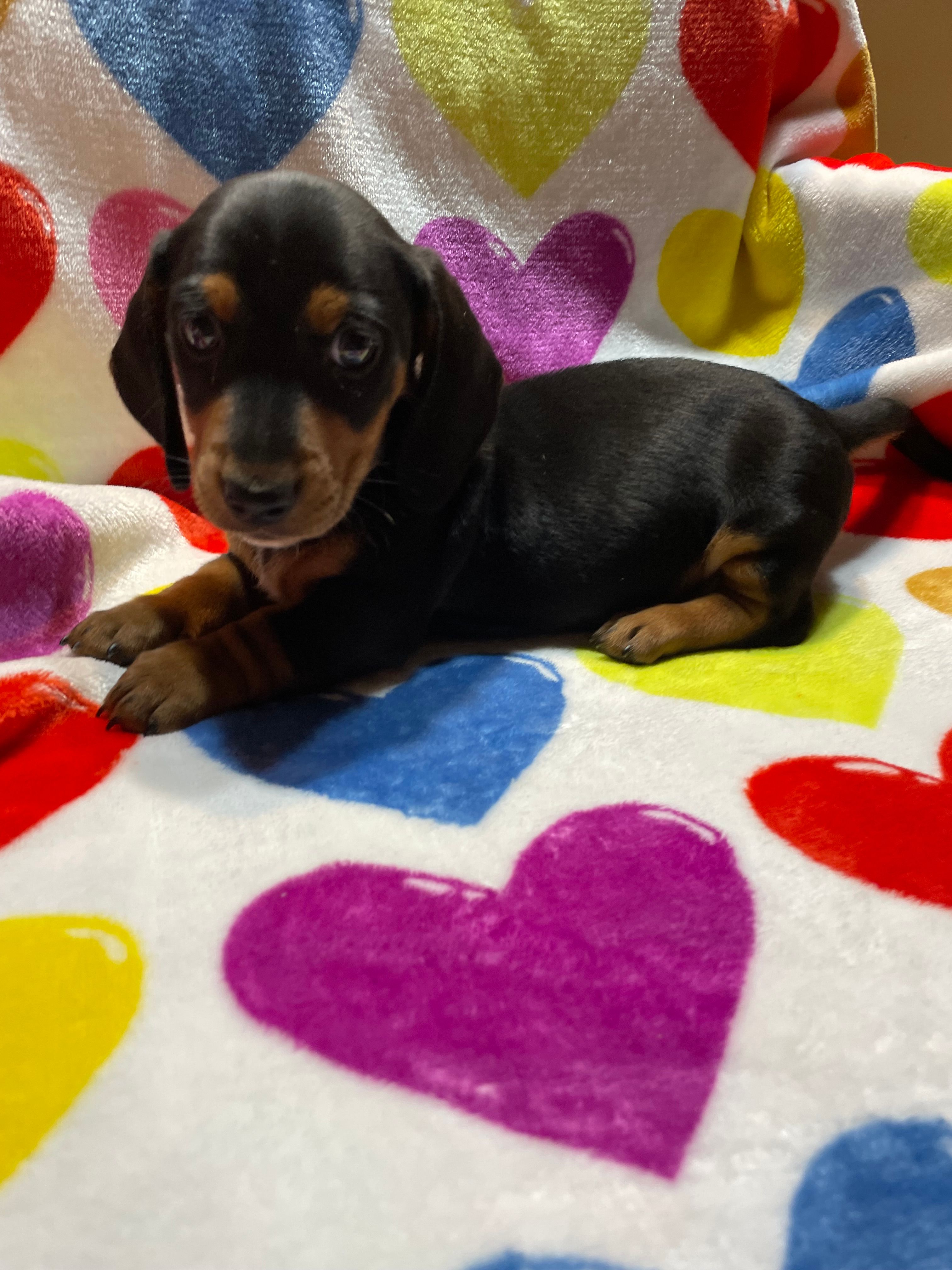Trouble Va – Miniature Dachshund puppy for sale in Rocky Mount, VA