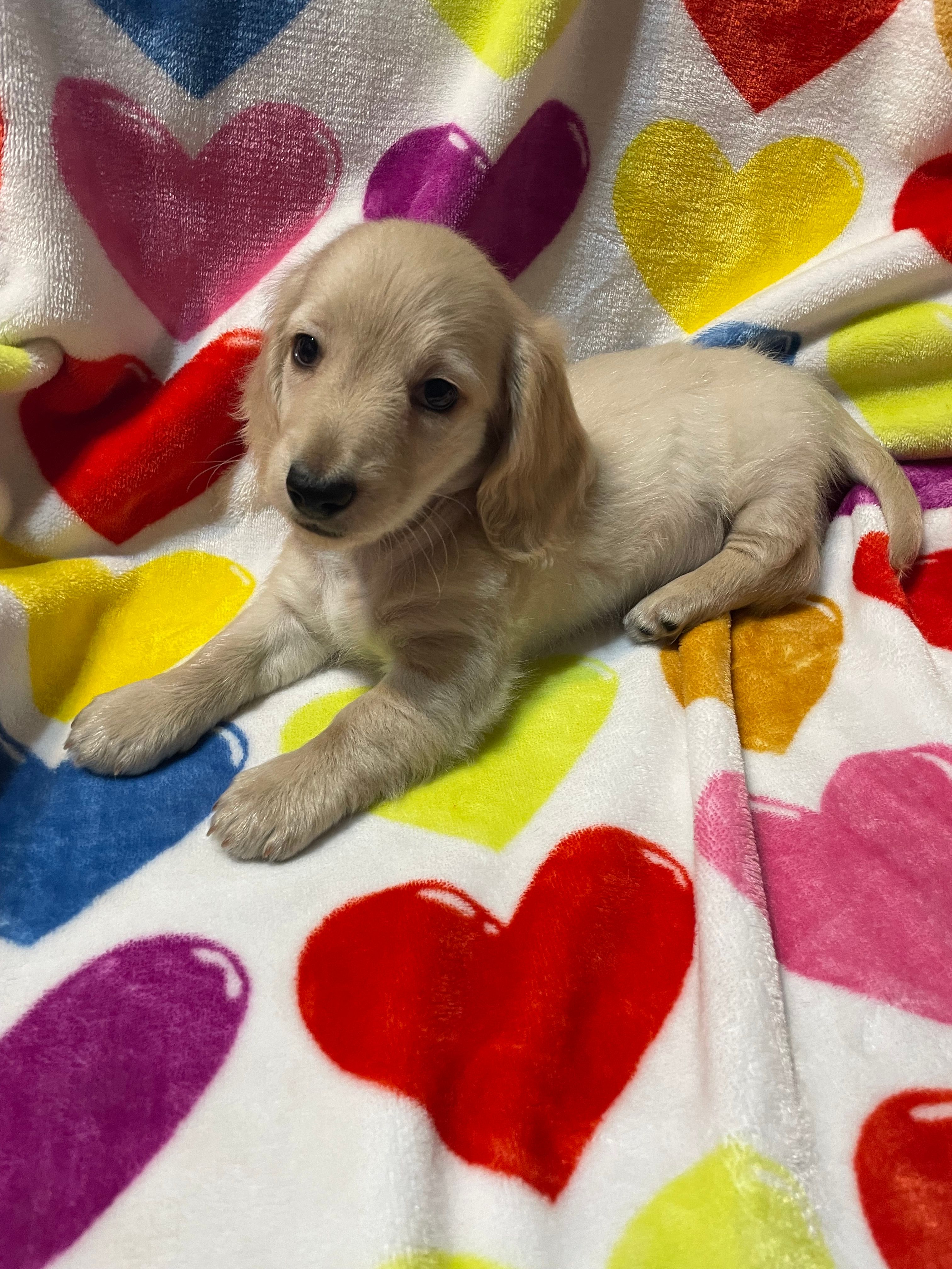 Golden Va – Miniature Dachshund puppy for sale in Rocky Mount, VA