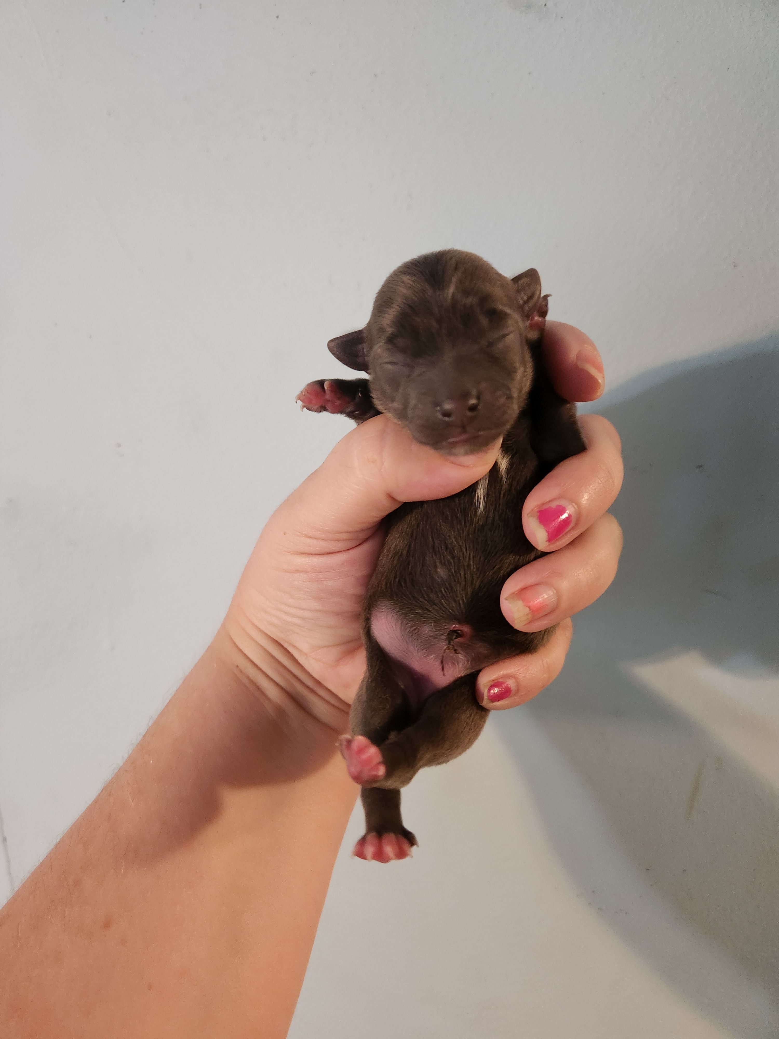 Ckc Blue female chihuahua  – Chihuahua puppy for sale in Morris, AL