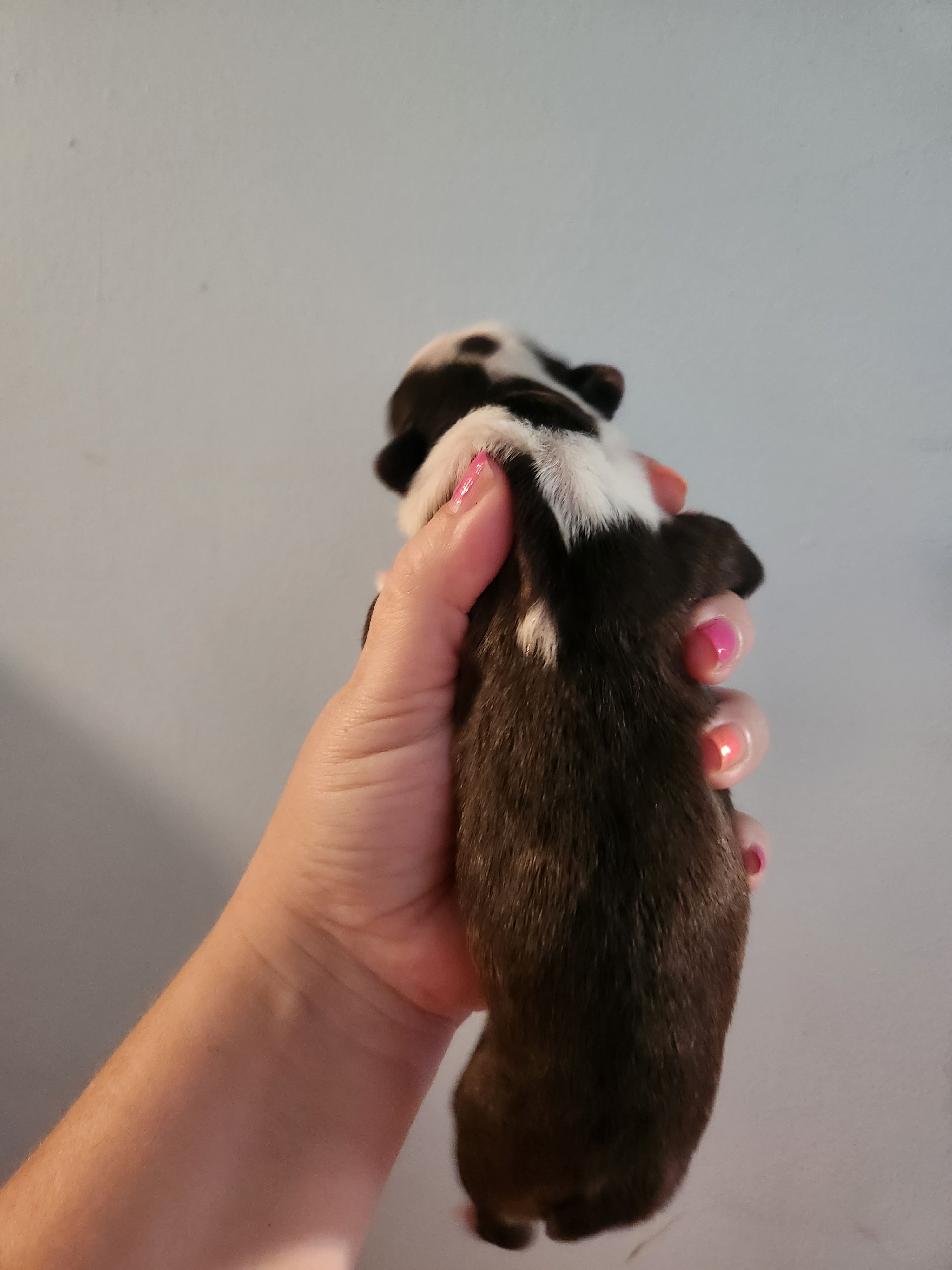 Akc/ckc Boston Terrier female  – Boston Terrier puppy for sale in Morris, AL