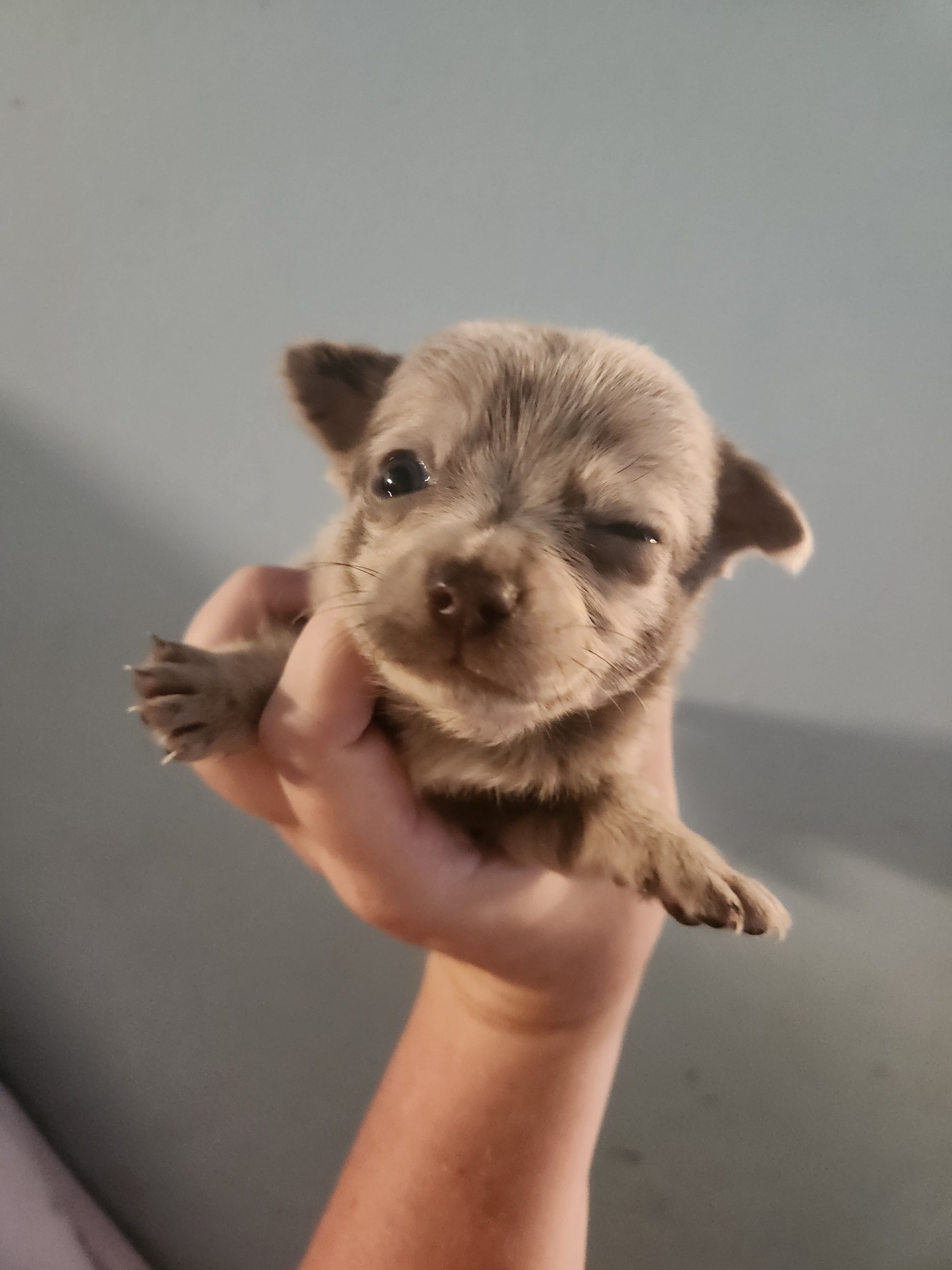 Ckc merle female chihuahua  – Chihuahua puppy for sale in Morris, AL