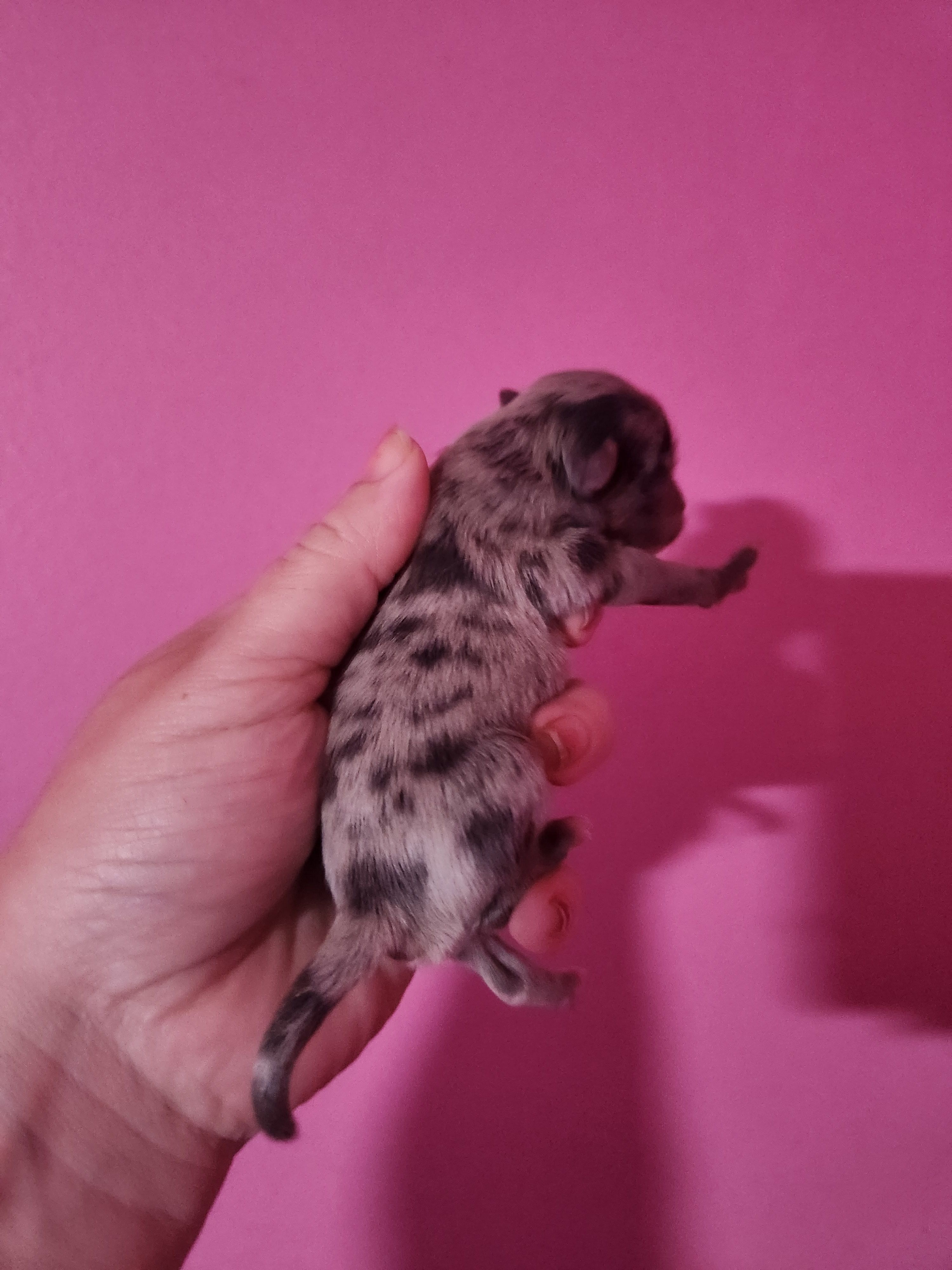 Ckc merle female pomchi – Chihuahua, Pomeranian puppy for sale in Morris, AL