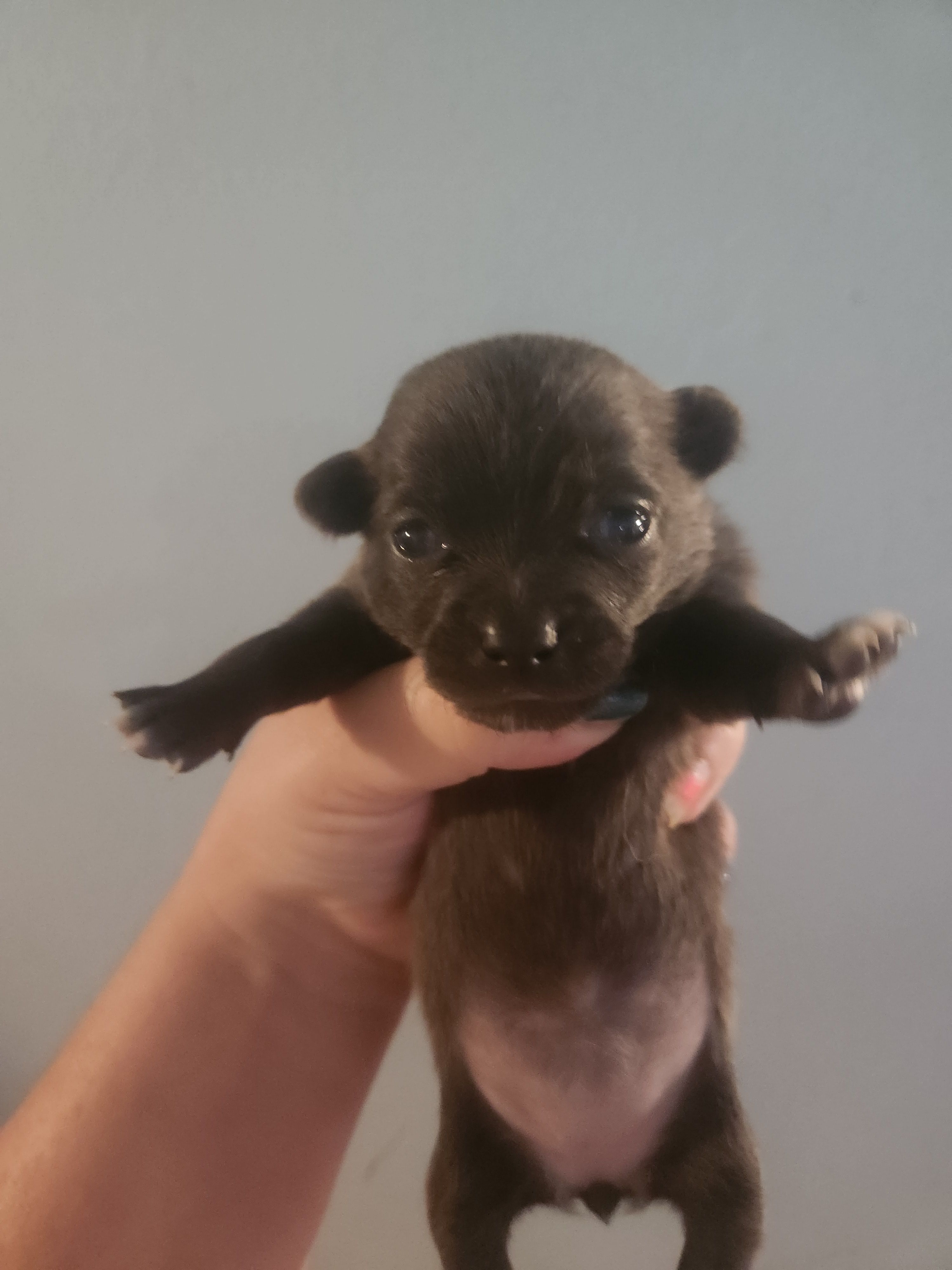 Ckc Blue female chihuahua  – Chihuahua puppy for sale in Morris, AL