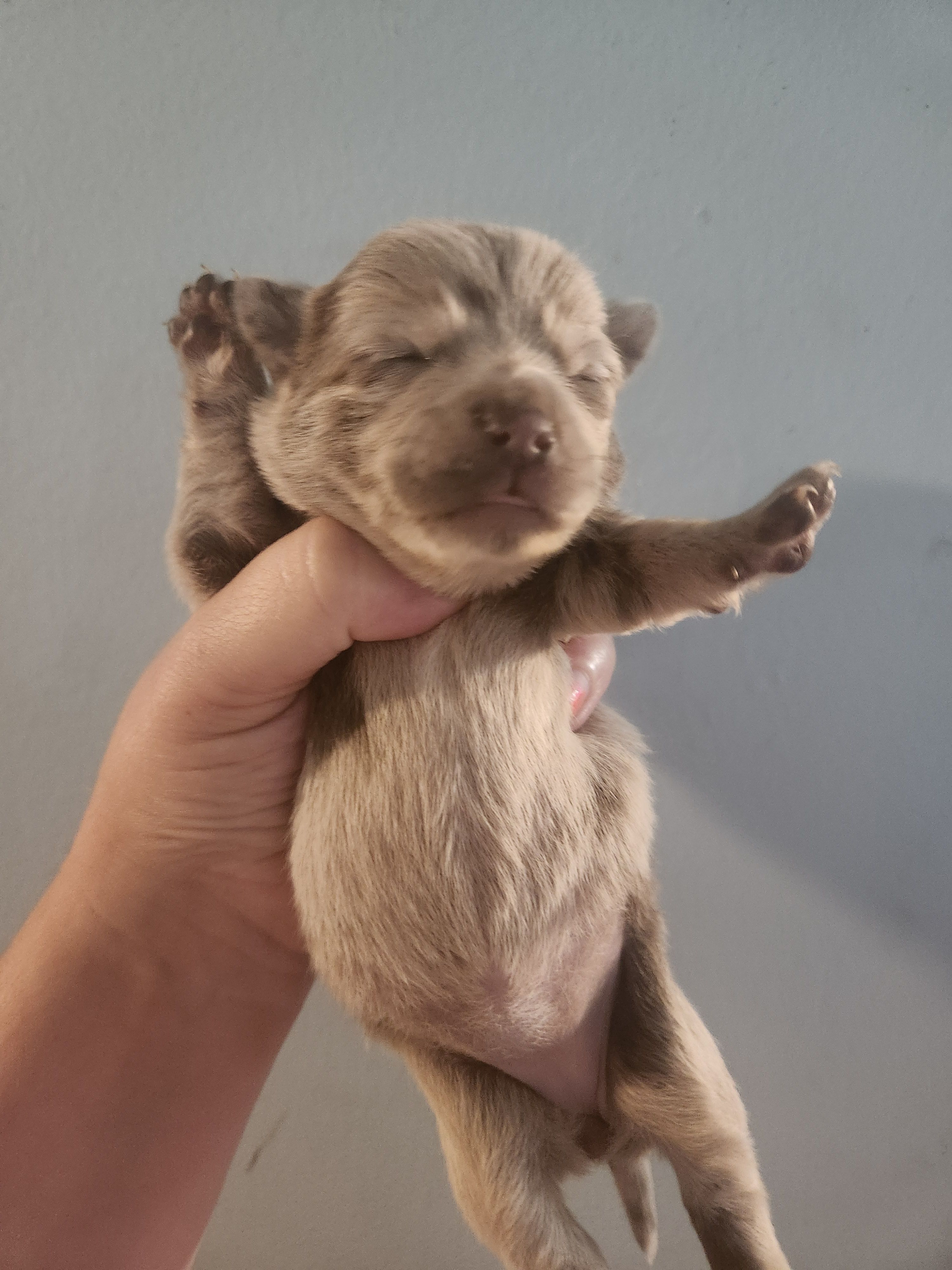 Ckc merle female chihuahua  – Chihuahua puppy for sale in Morris, AL