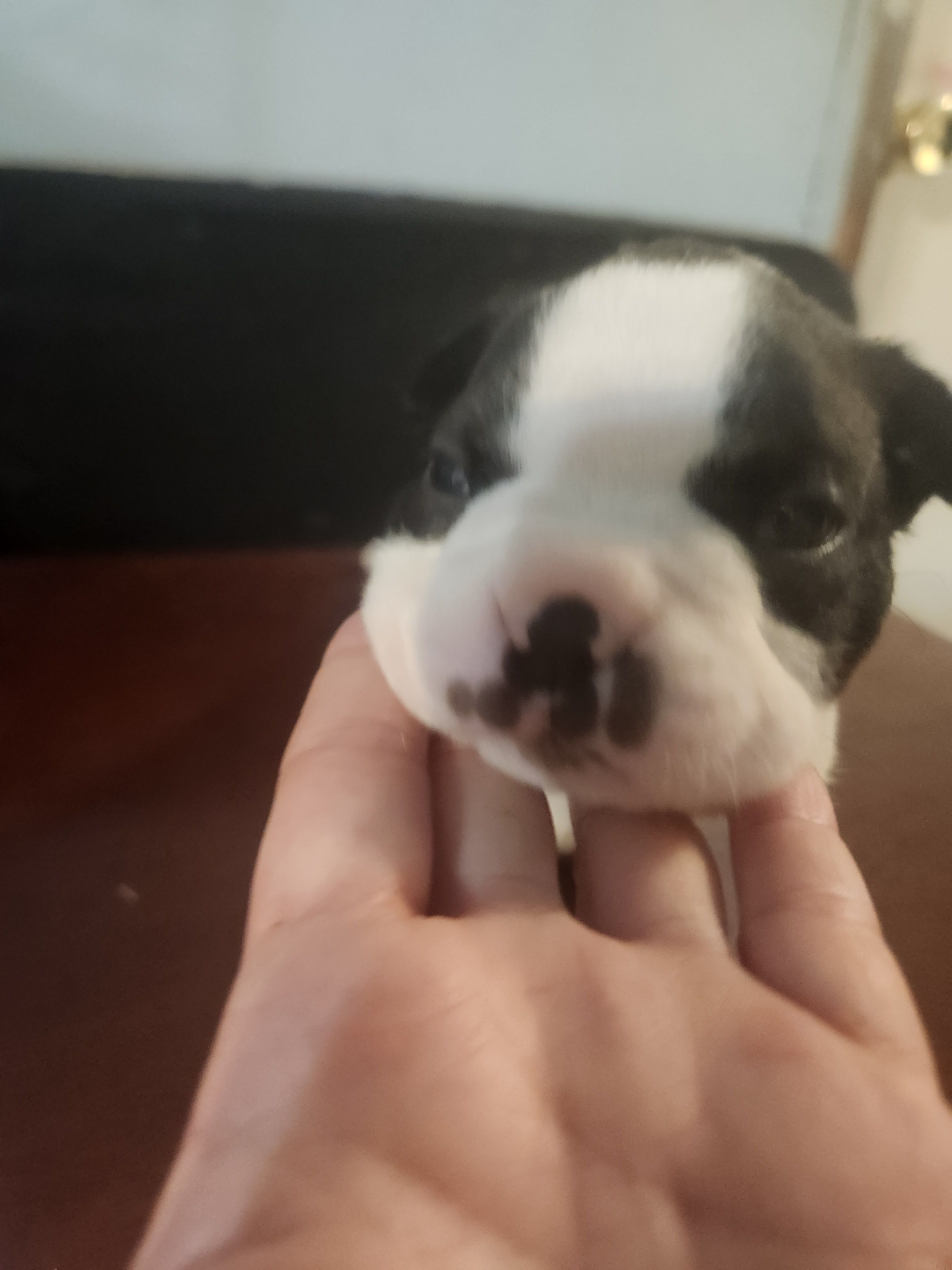 Akc/ckc Boston terrier male – Boston Terrier puppy for sale in Morris, AL