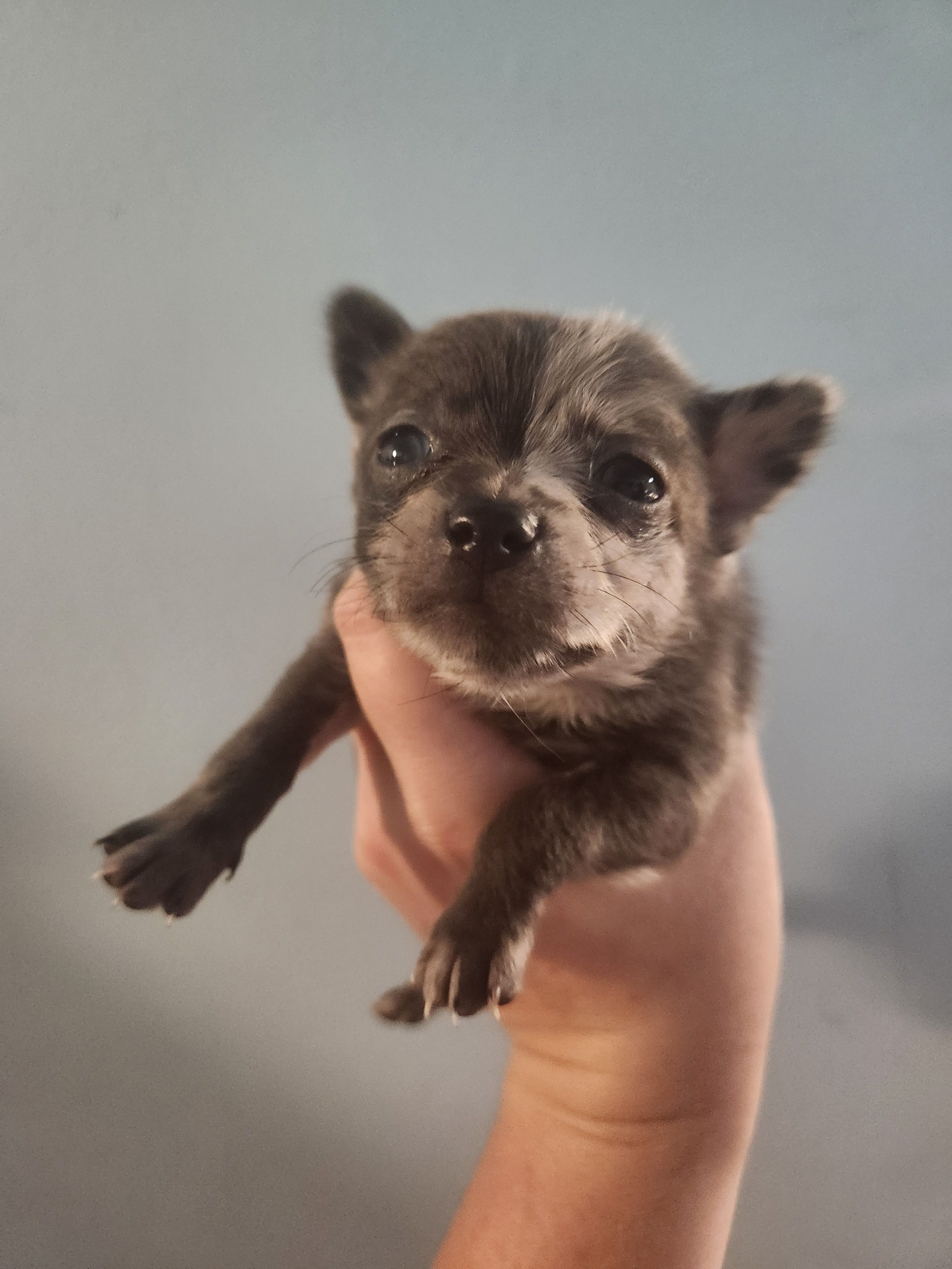 Ckc merle male pomchi  – Chihuahua, Pomeranian puppy for sale in Morris, AL