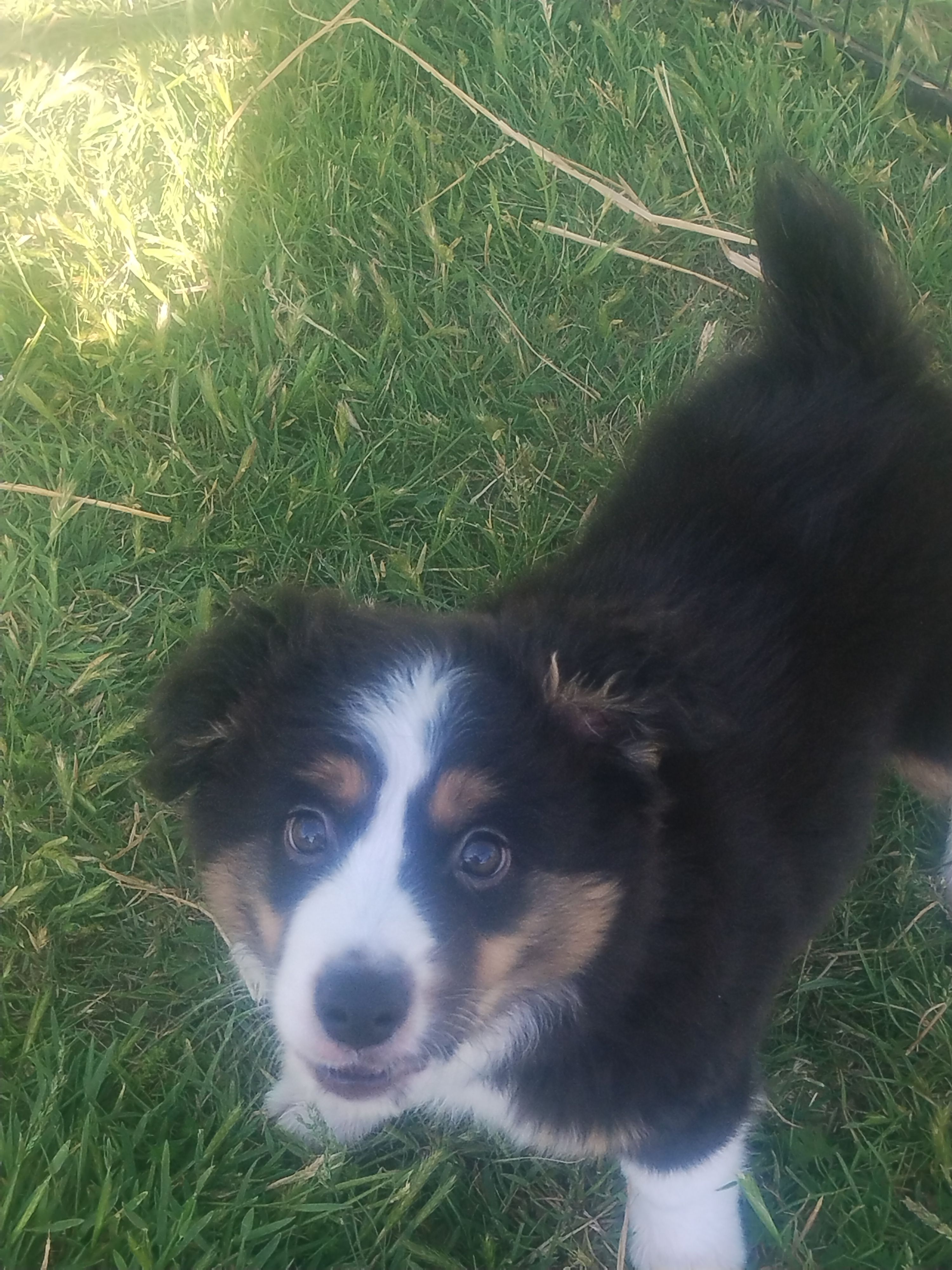 Leo – Miniature Australian Shepherd puppy for sale in Stockton, MO