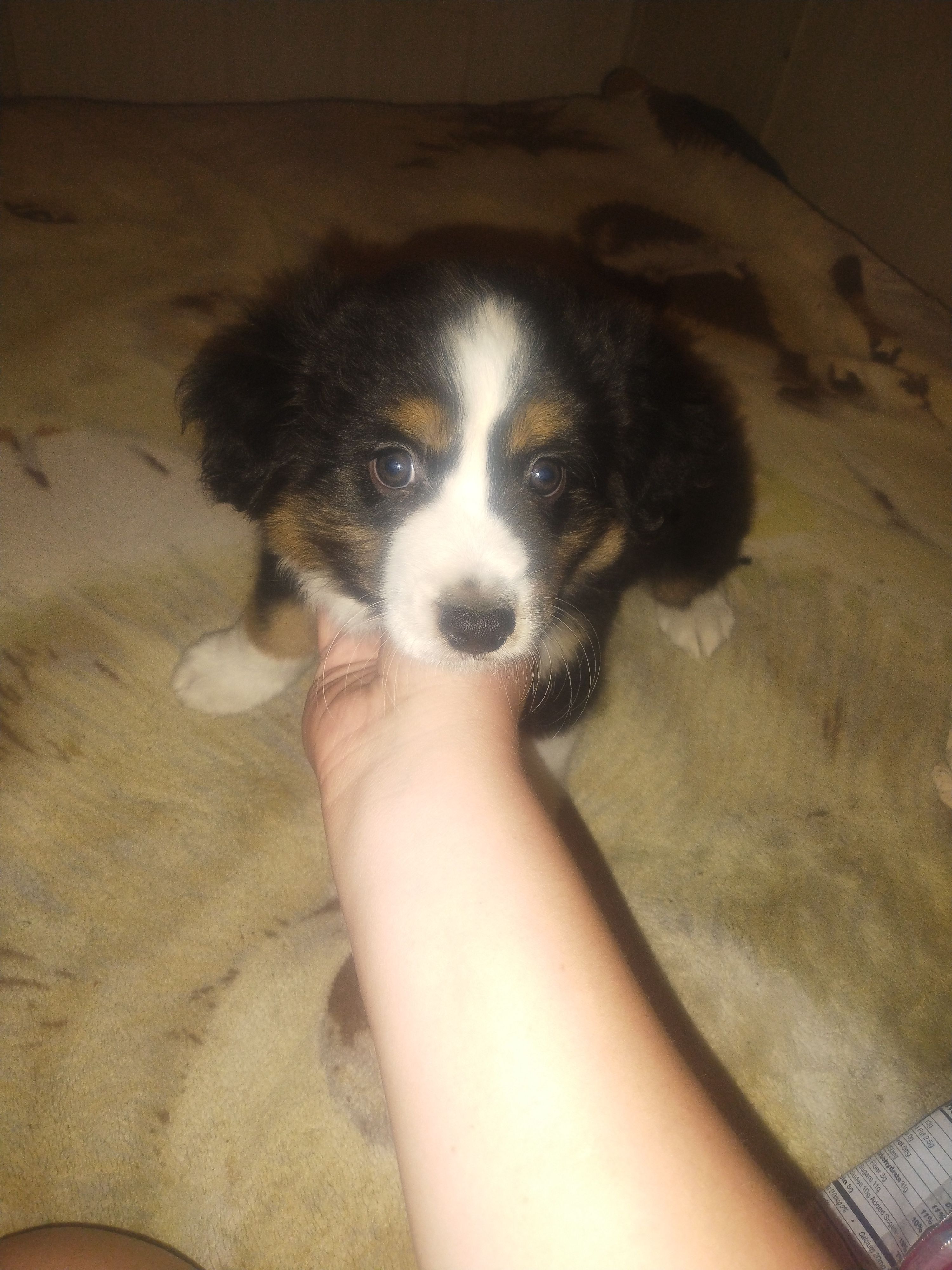 Leo – Miniature Australian Shepherd puppy for sale in Stockton, MO