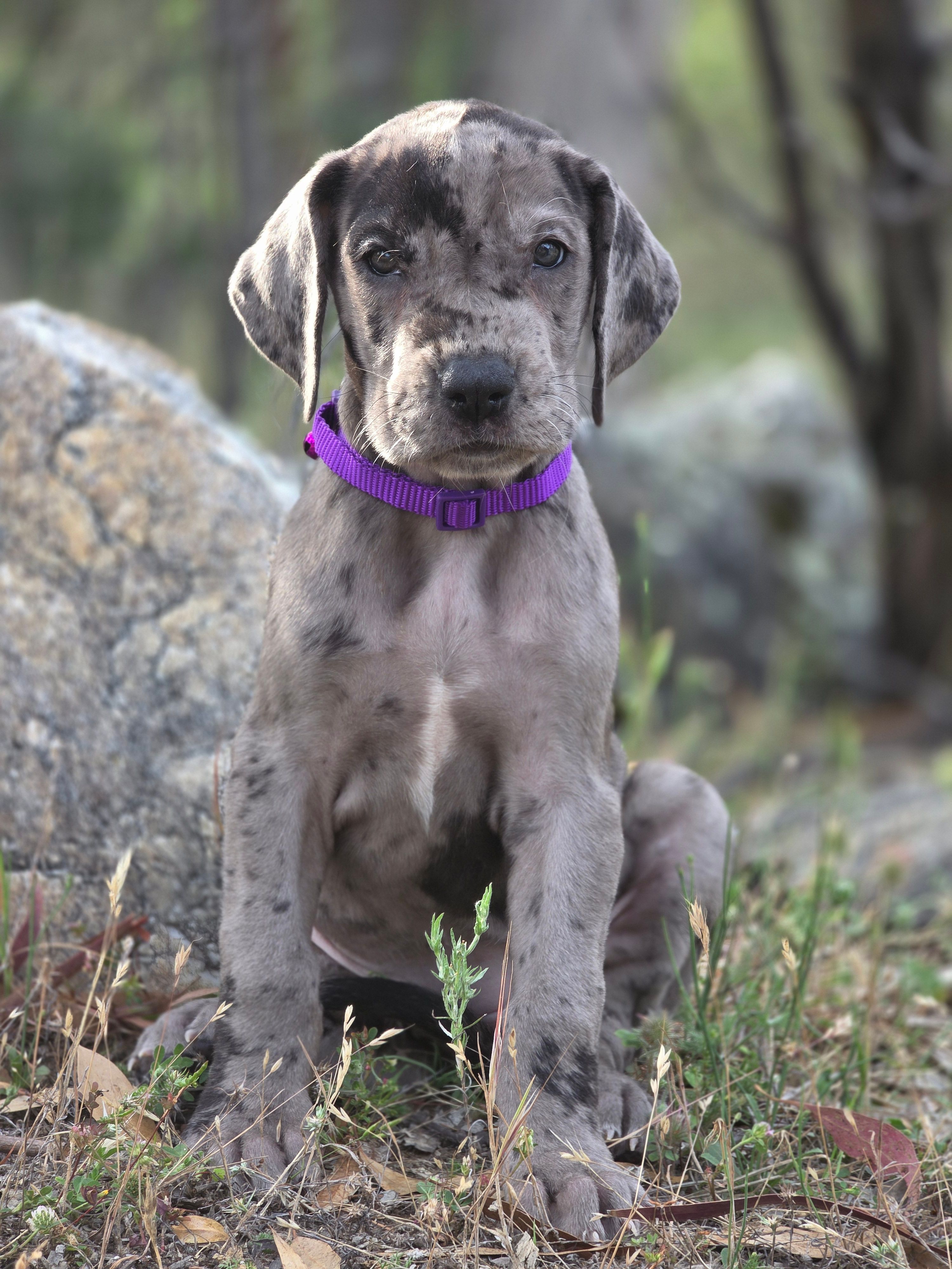 Opana – Great Dane puppy for sale in Central, CA