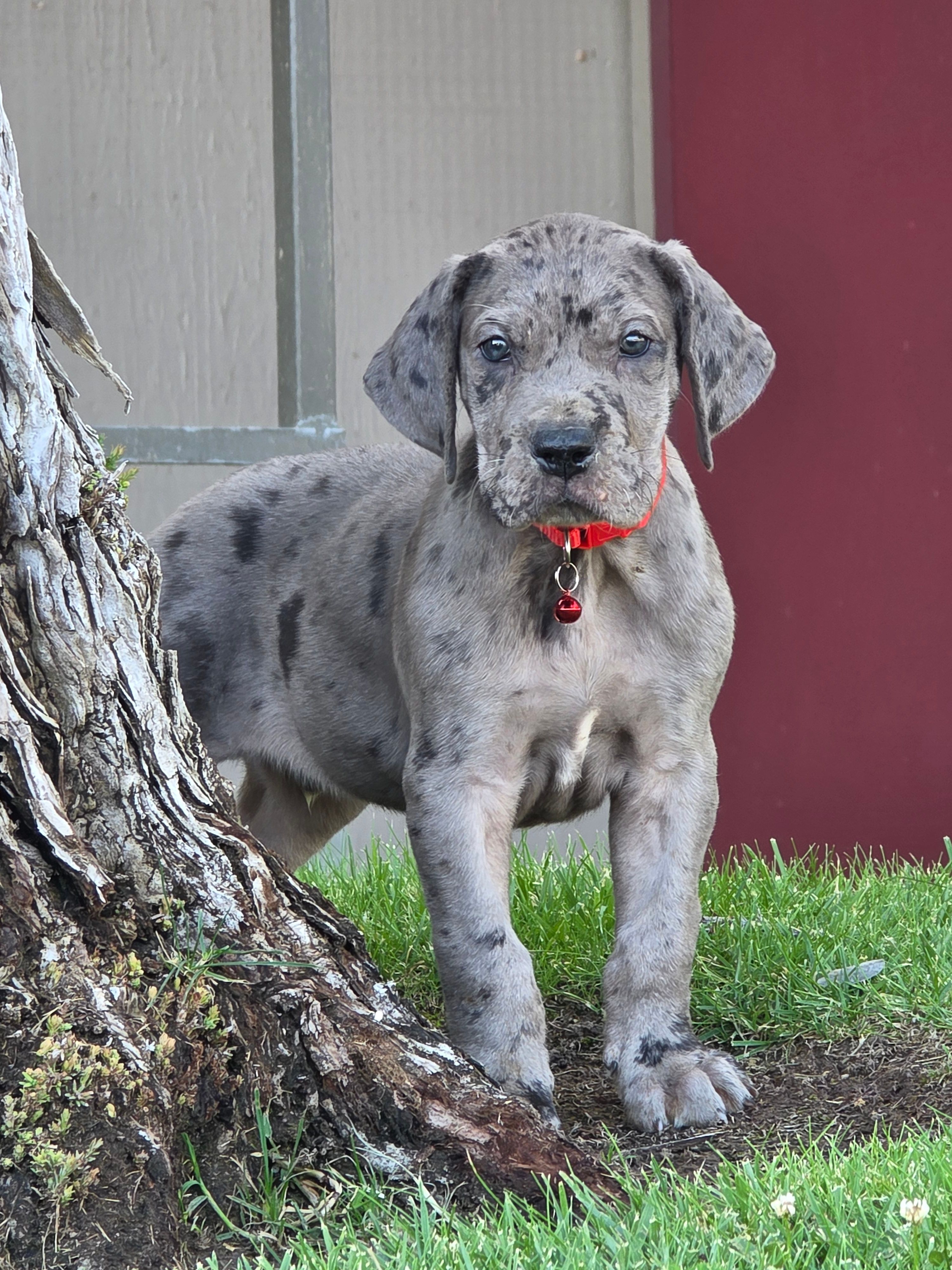 Blue Merle 2 – Great Dane puppy for sale in Central, CA