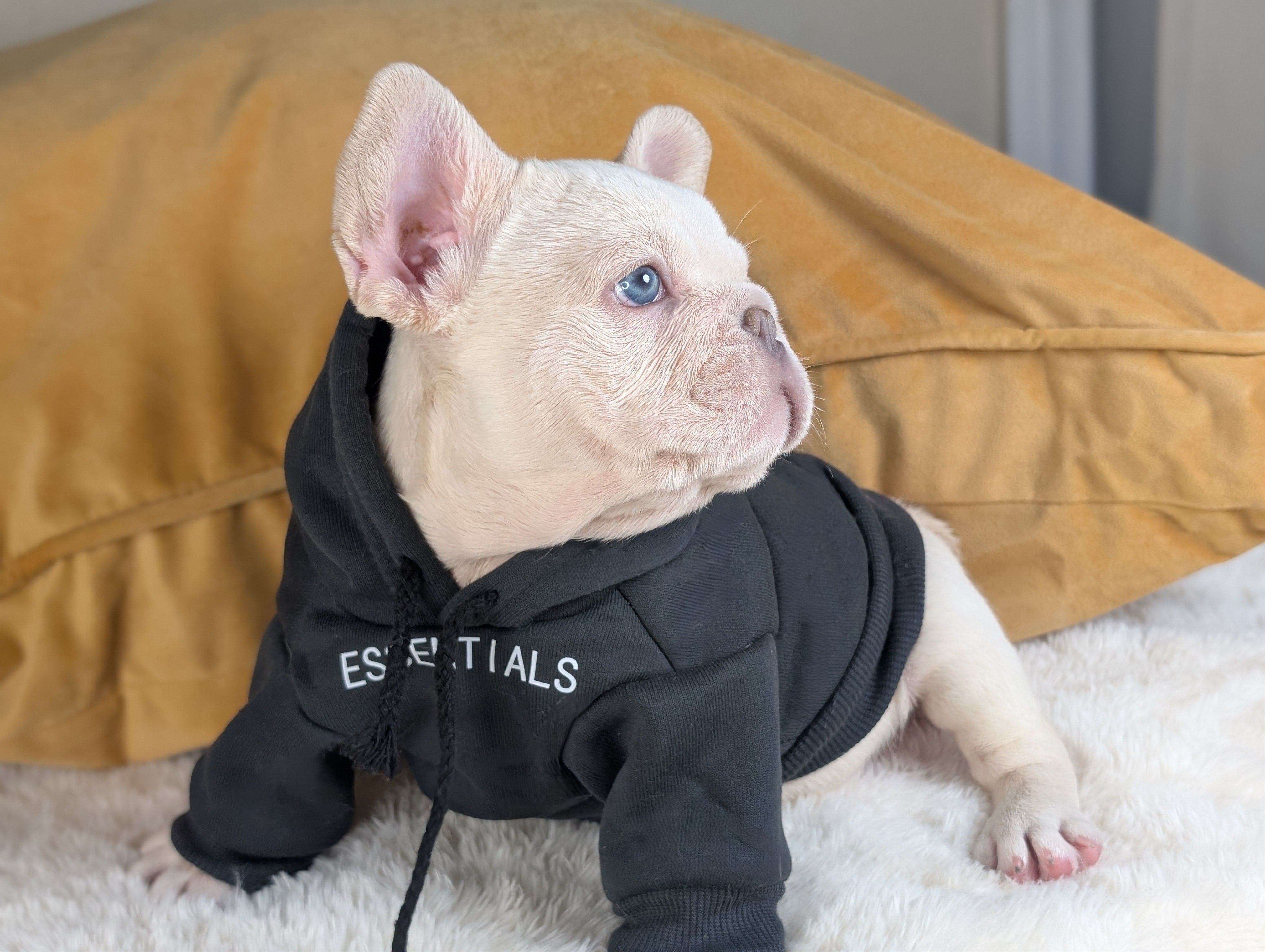 alex – French Bulldog puppy for sale in Apple Valley, CA